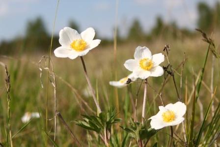 recrutement chargé(e) de communication