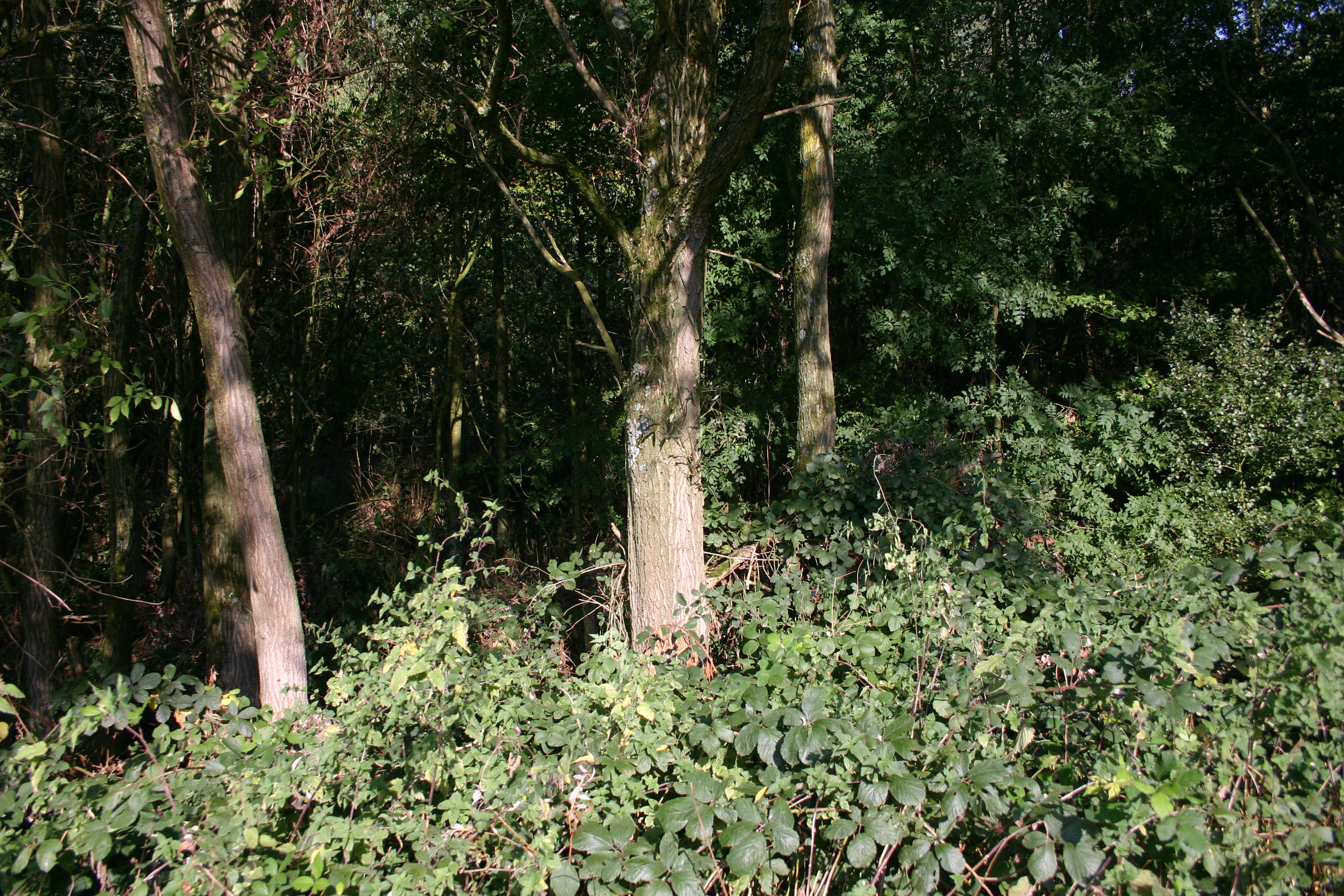 Le conservatoire dans l'agenda de l'explorateur de la MEL