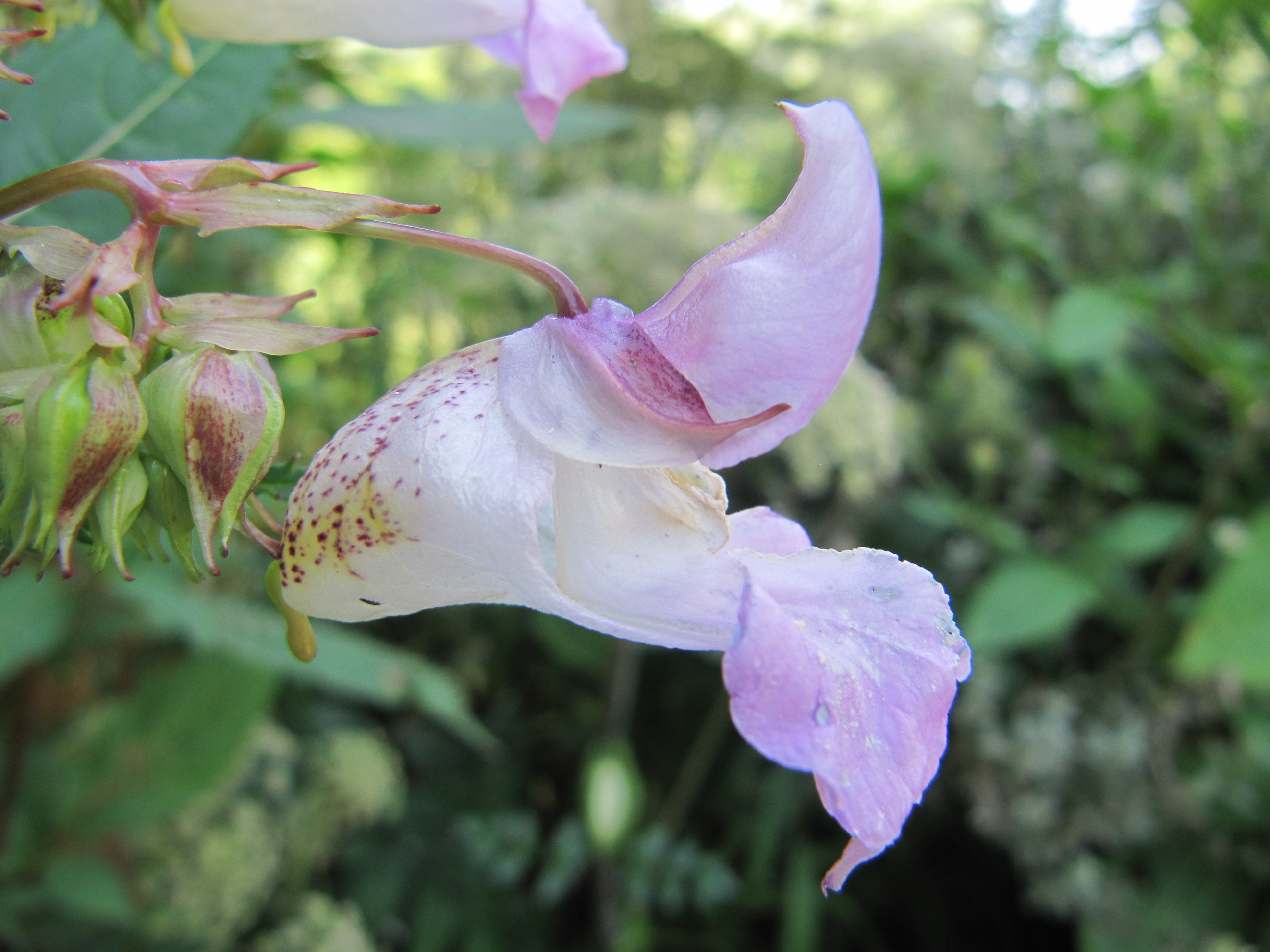 Le conservatoire dans l'agenda de l'explorateur de la MEL