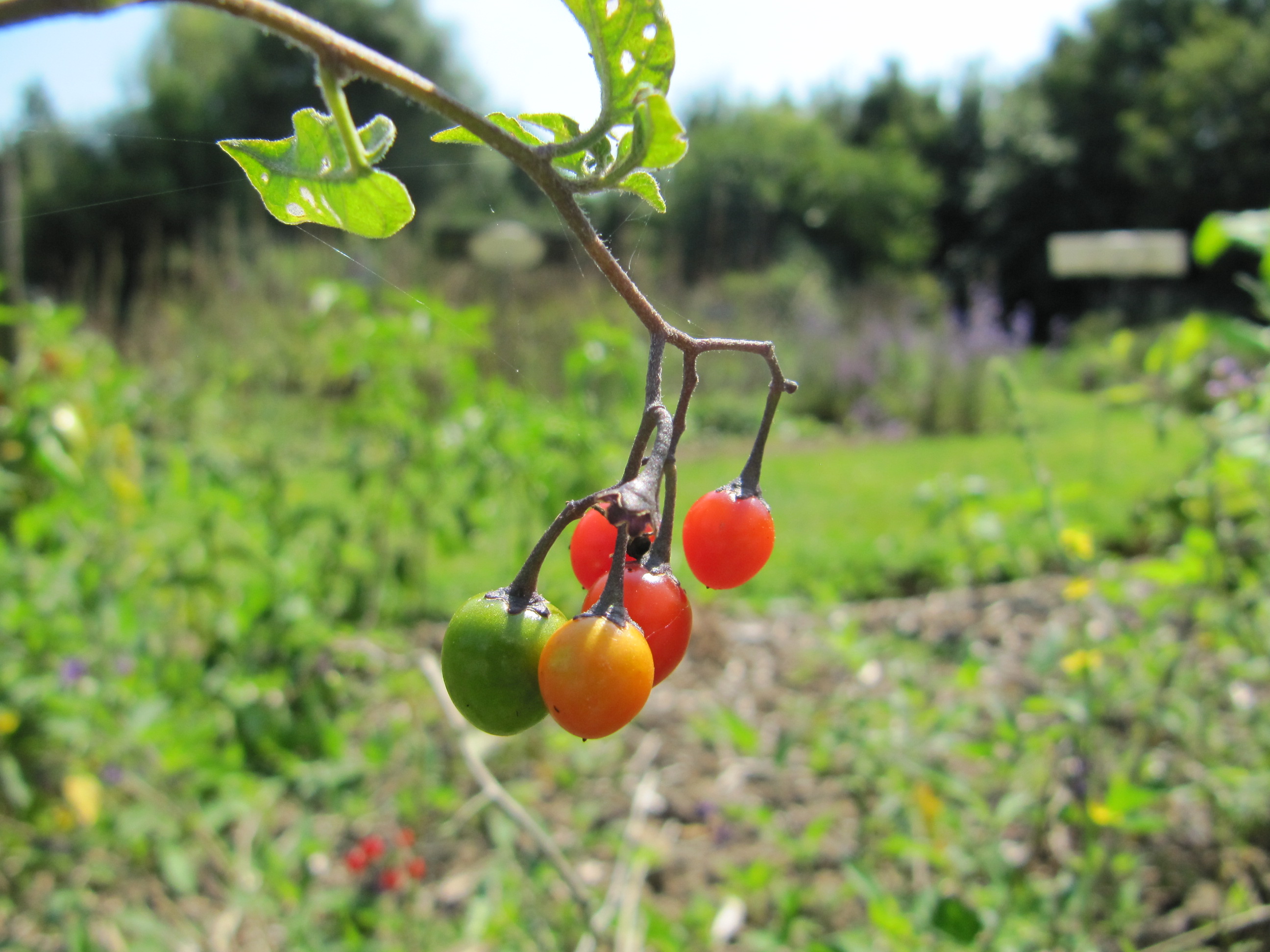 Le conservatoire dans l'agenda de l'explorateur de la MEL