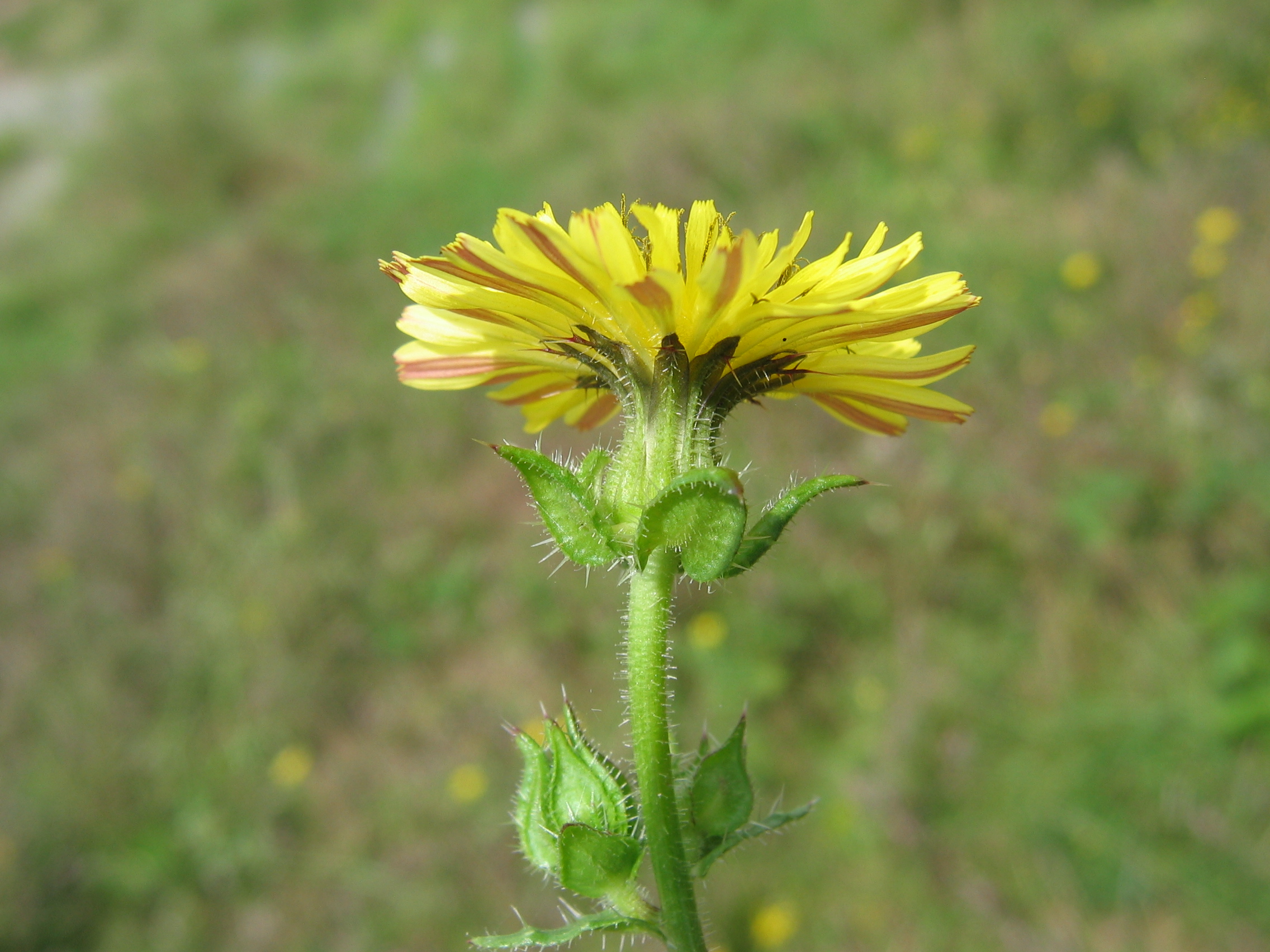 rdv nature au conservatoire botanique
