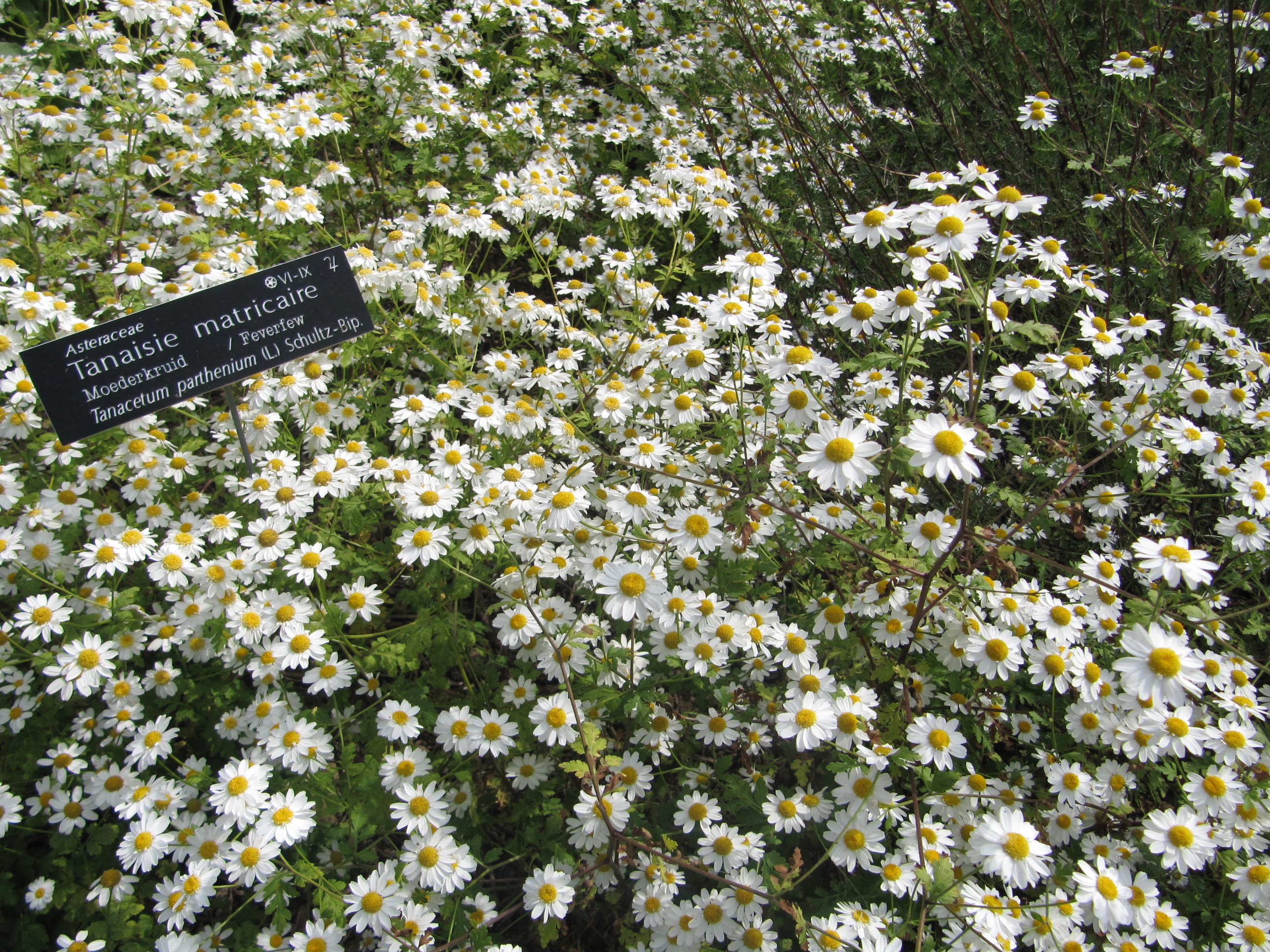 rdv nature au conservatoire botanique