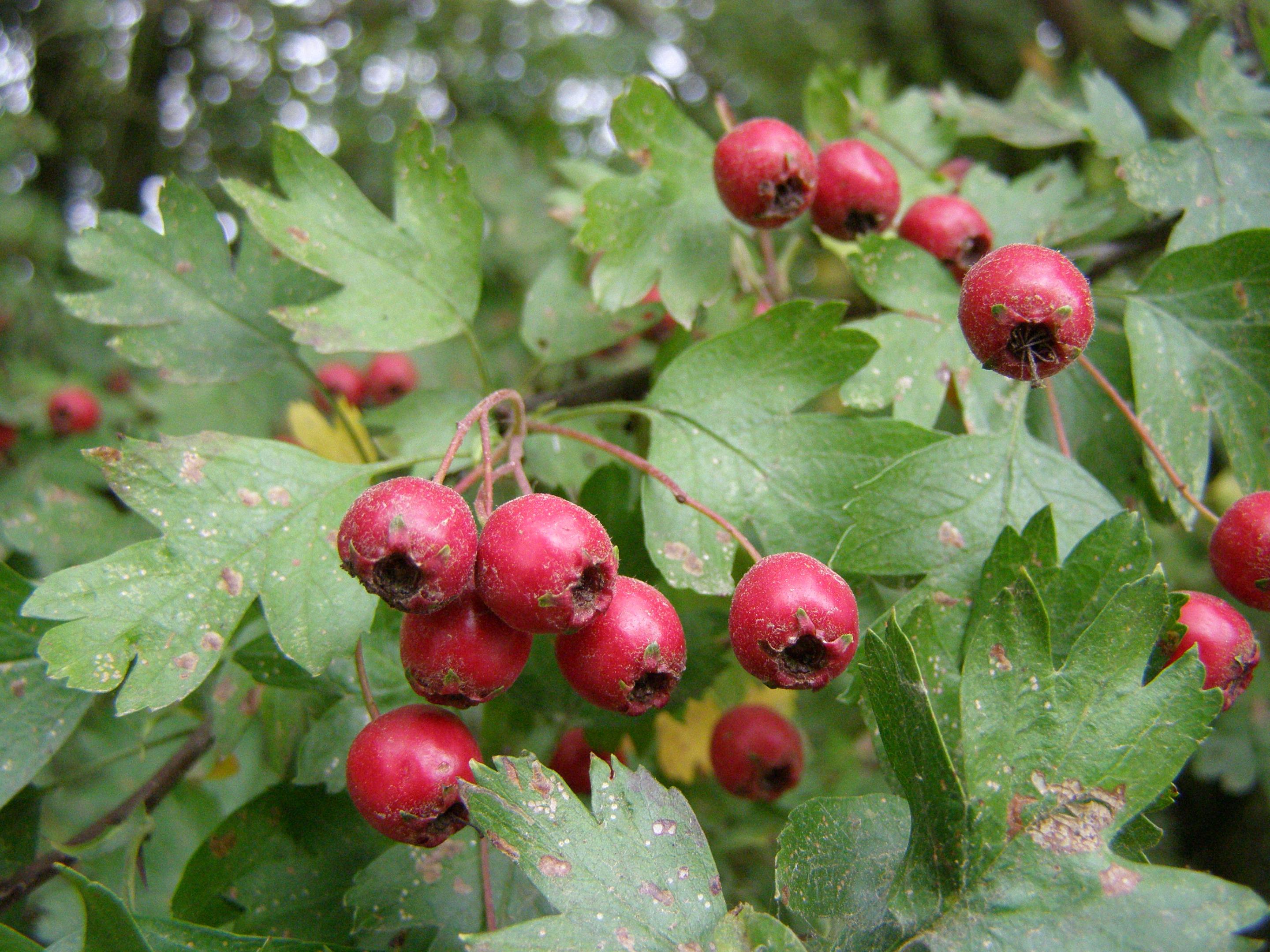 rdv nature au conservatoire botanique