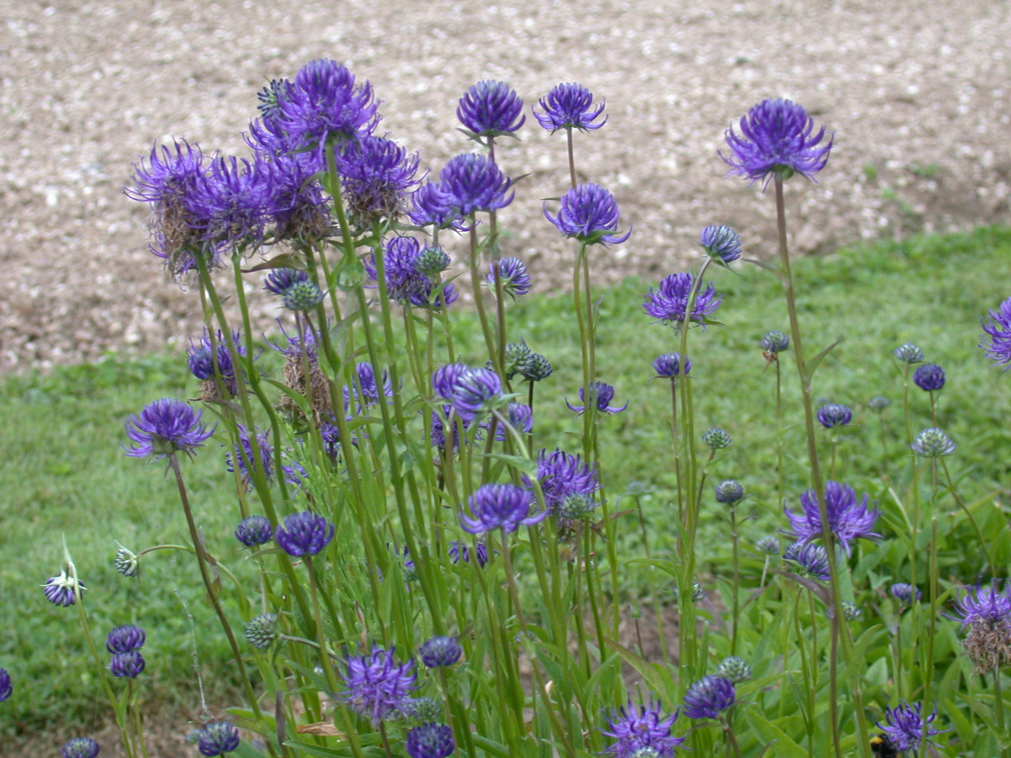 Raiponce orbiculaire