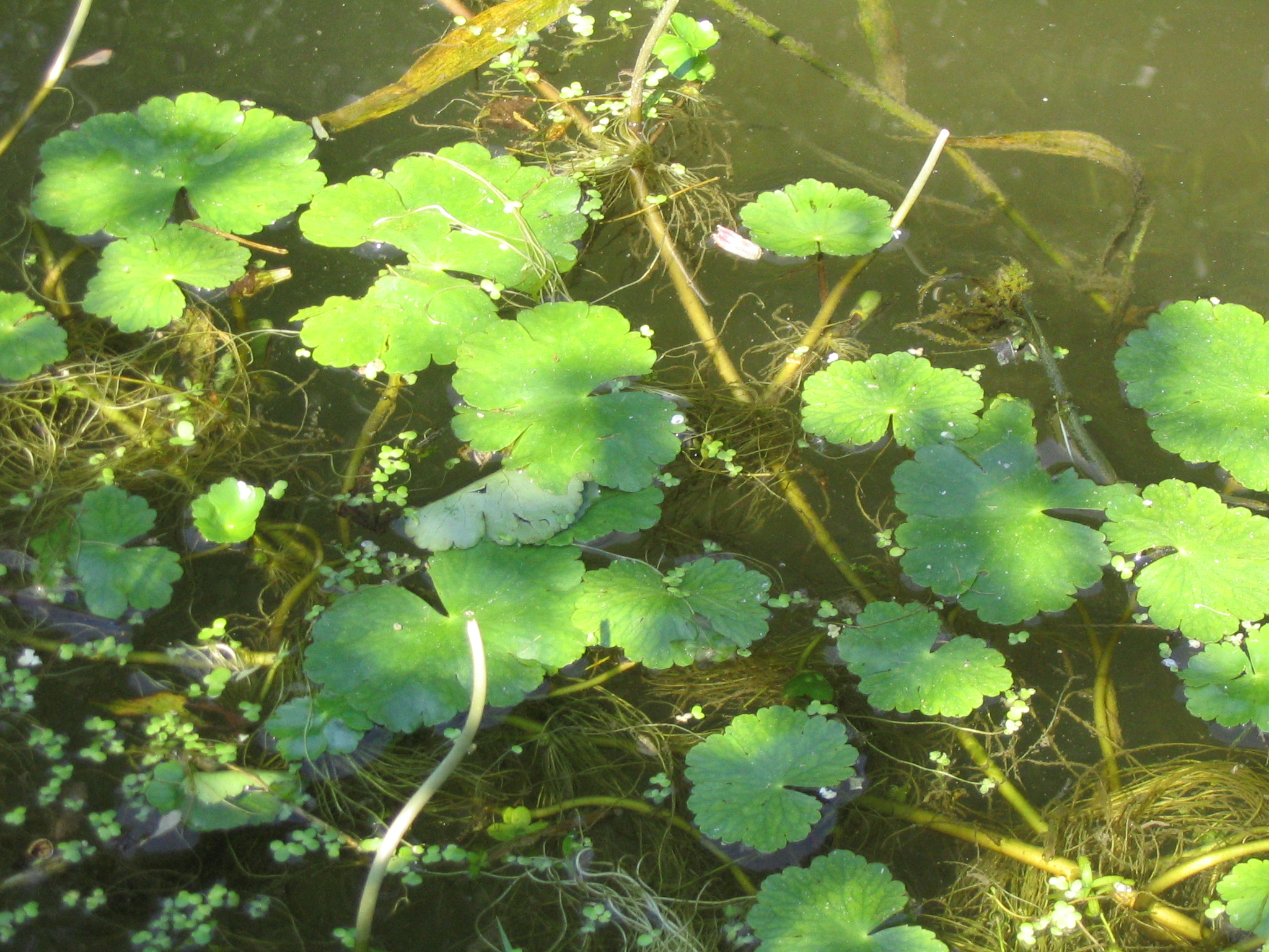 Hydrocotyle ranunculoides