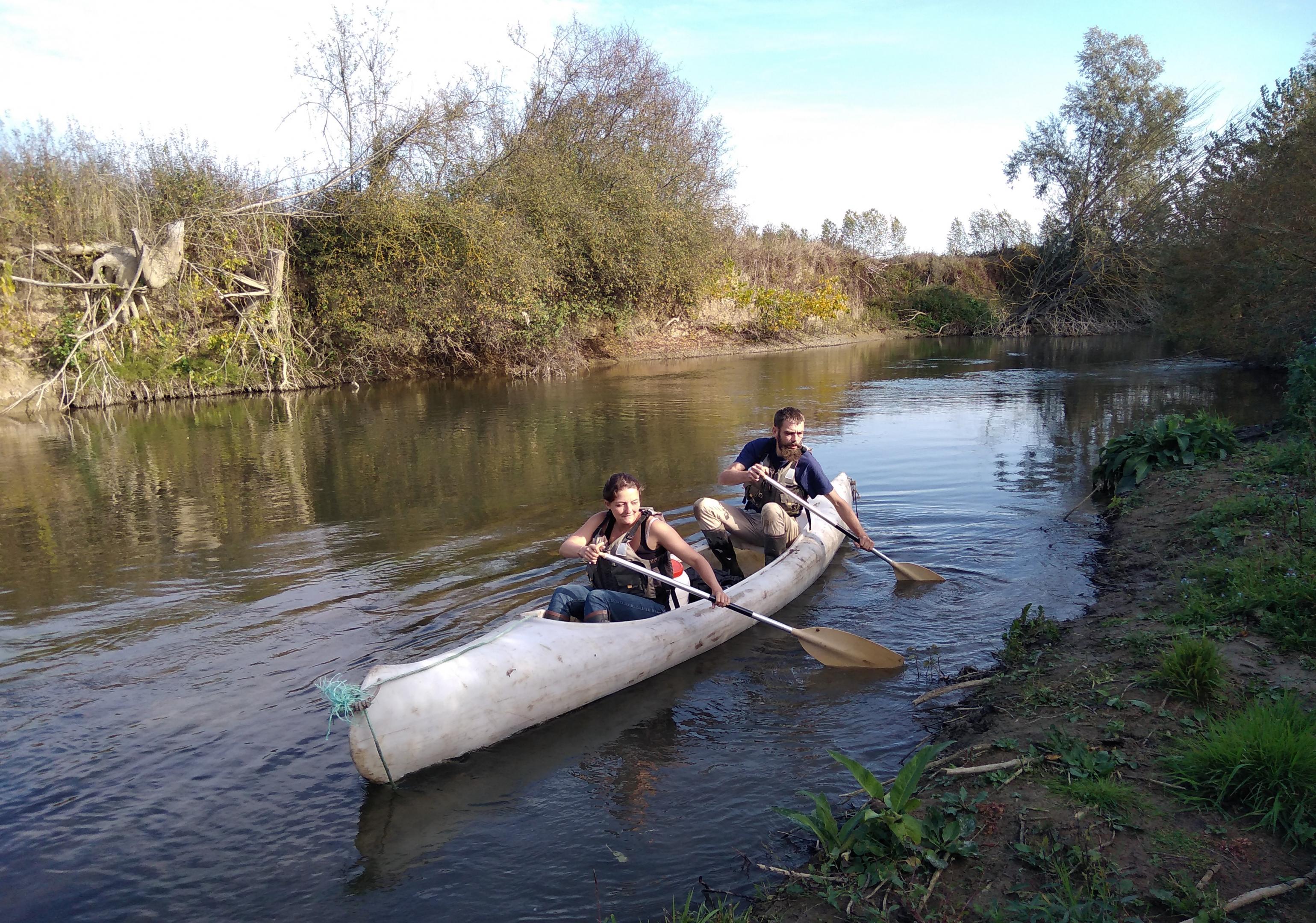 Lindernie fausse gratiole