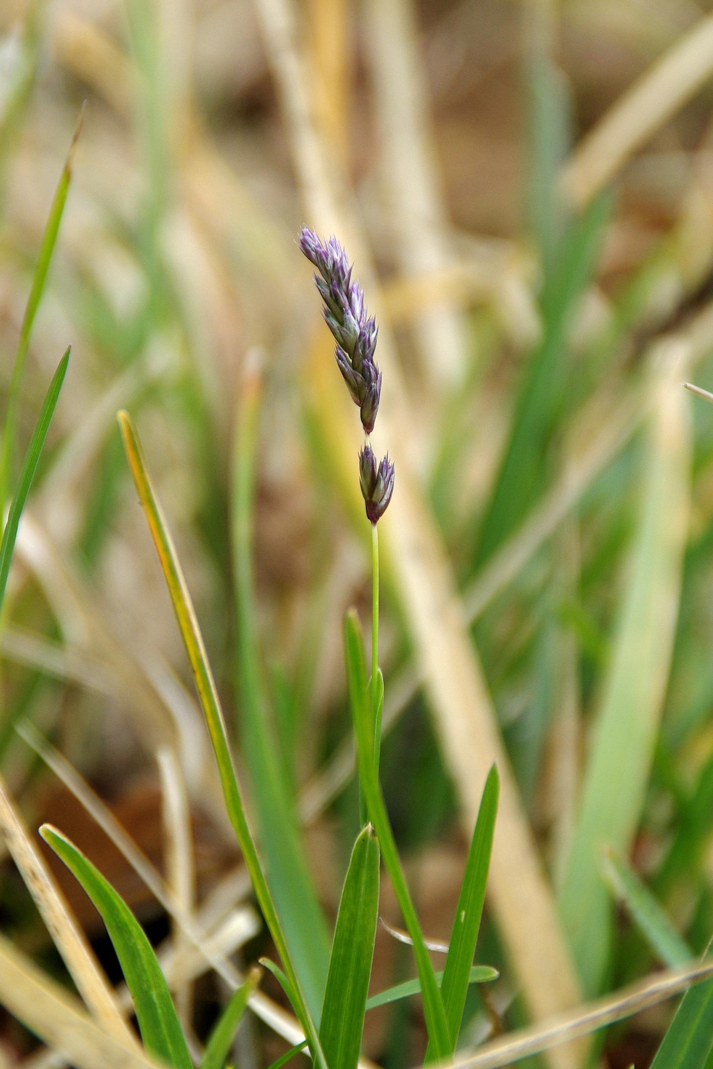 Sesleria caerulea