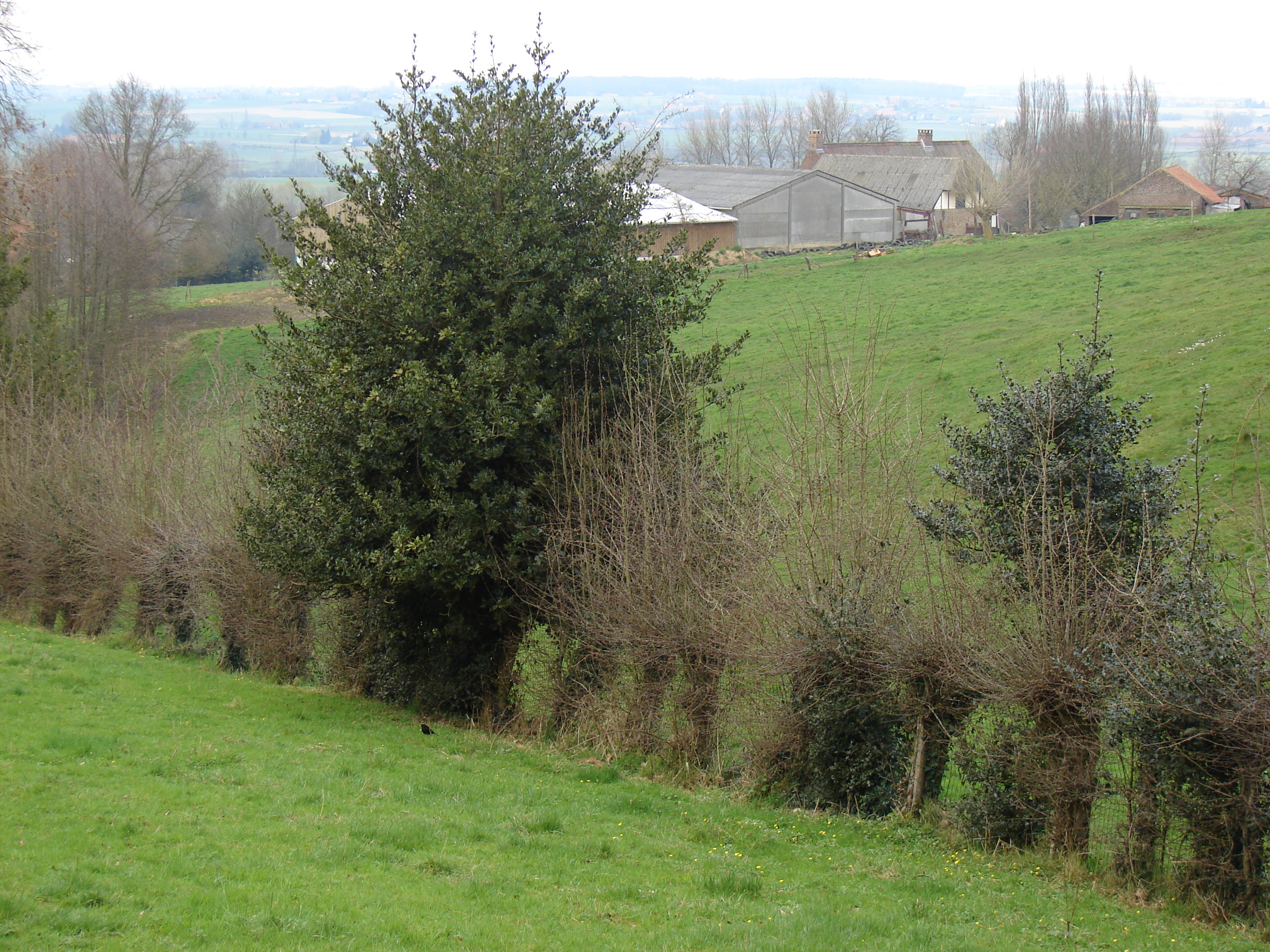 Festival de l'Arbre CBNBL