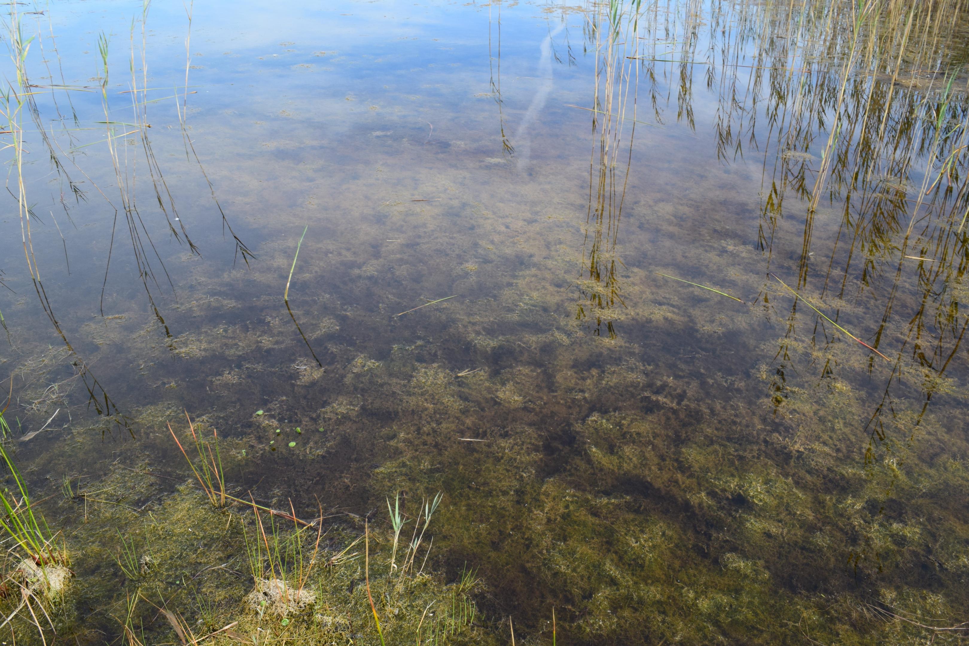 Characées Normandie CBNBL