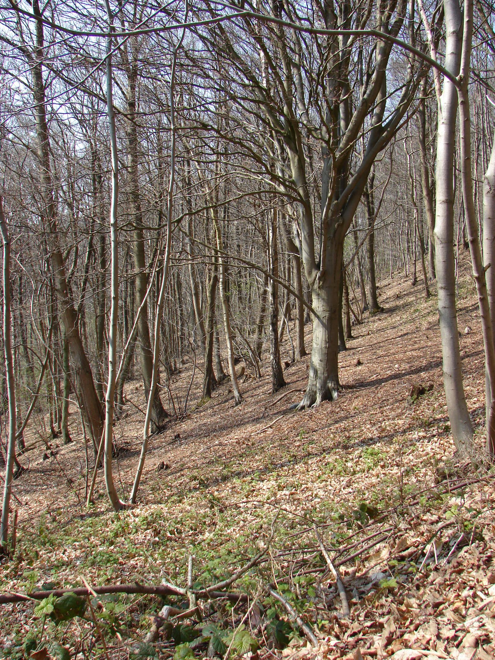 Festival de l'Arbre CBNBL