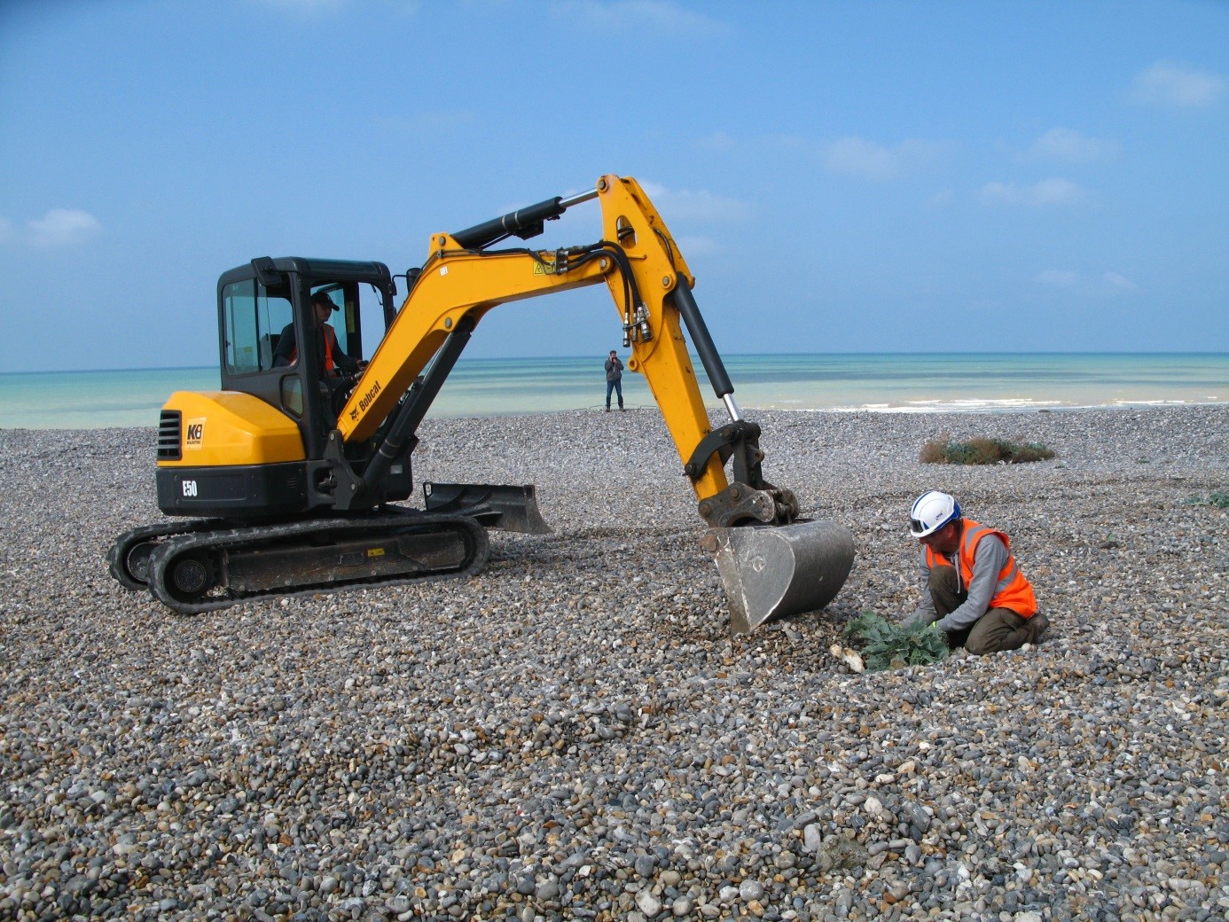 Réimplantion du Crambe Maritima Criel-sur-mer