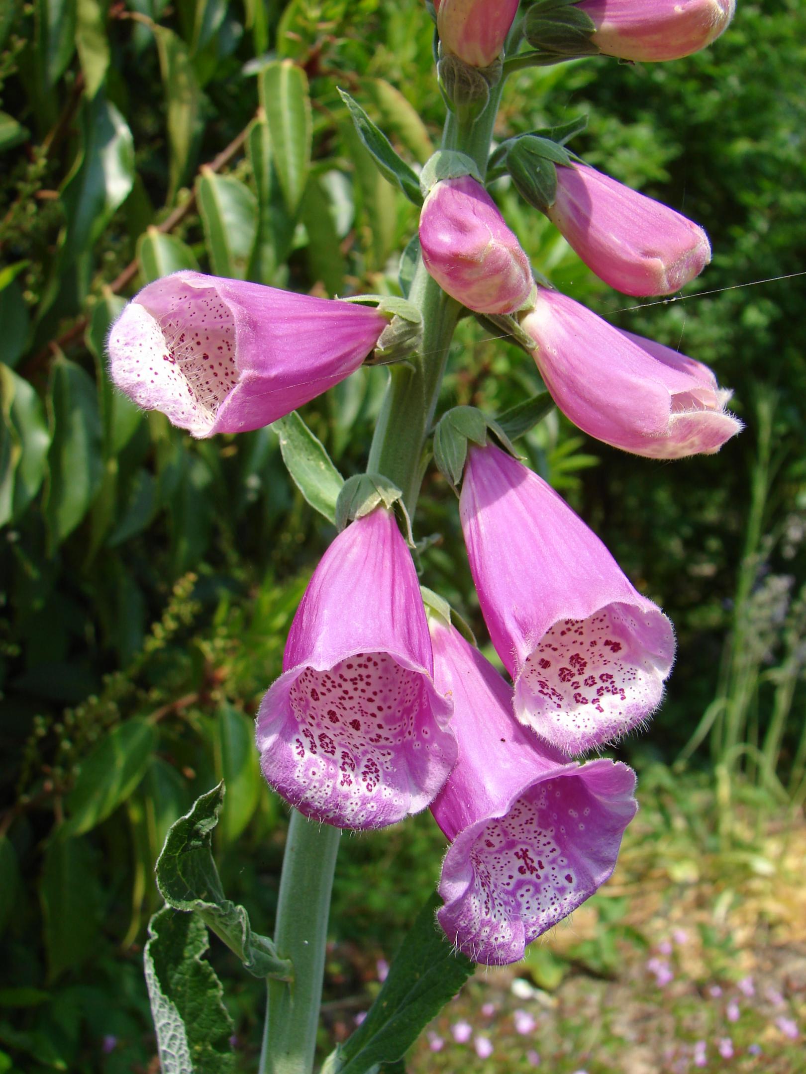 Digitalis purpurea
