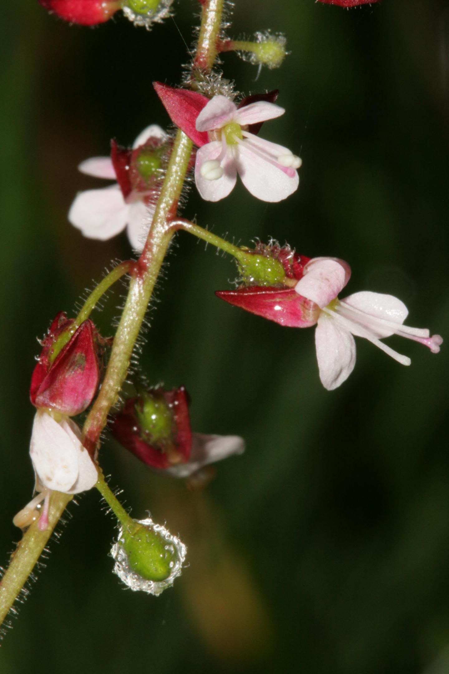 Circaea lutetiana
