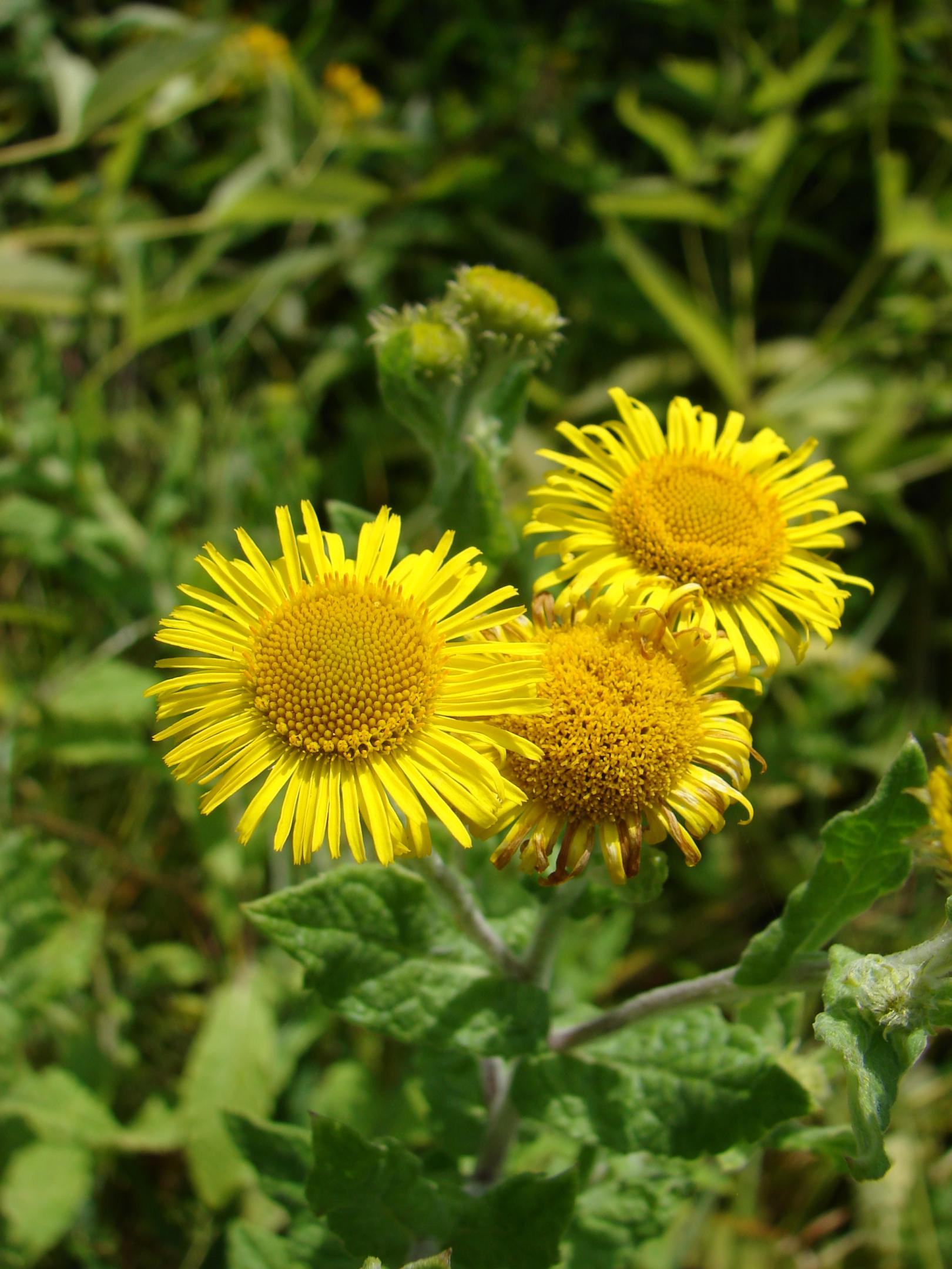 Pulicaire dysentérique