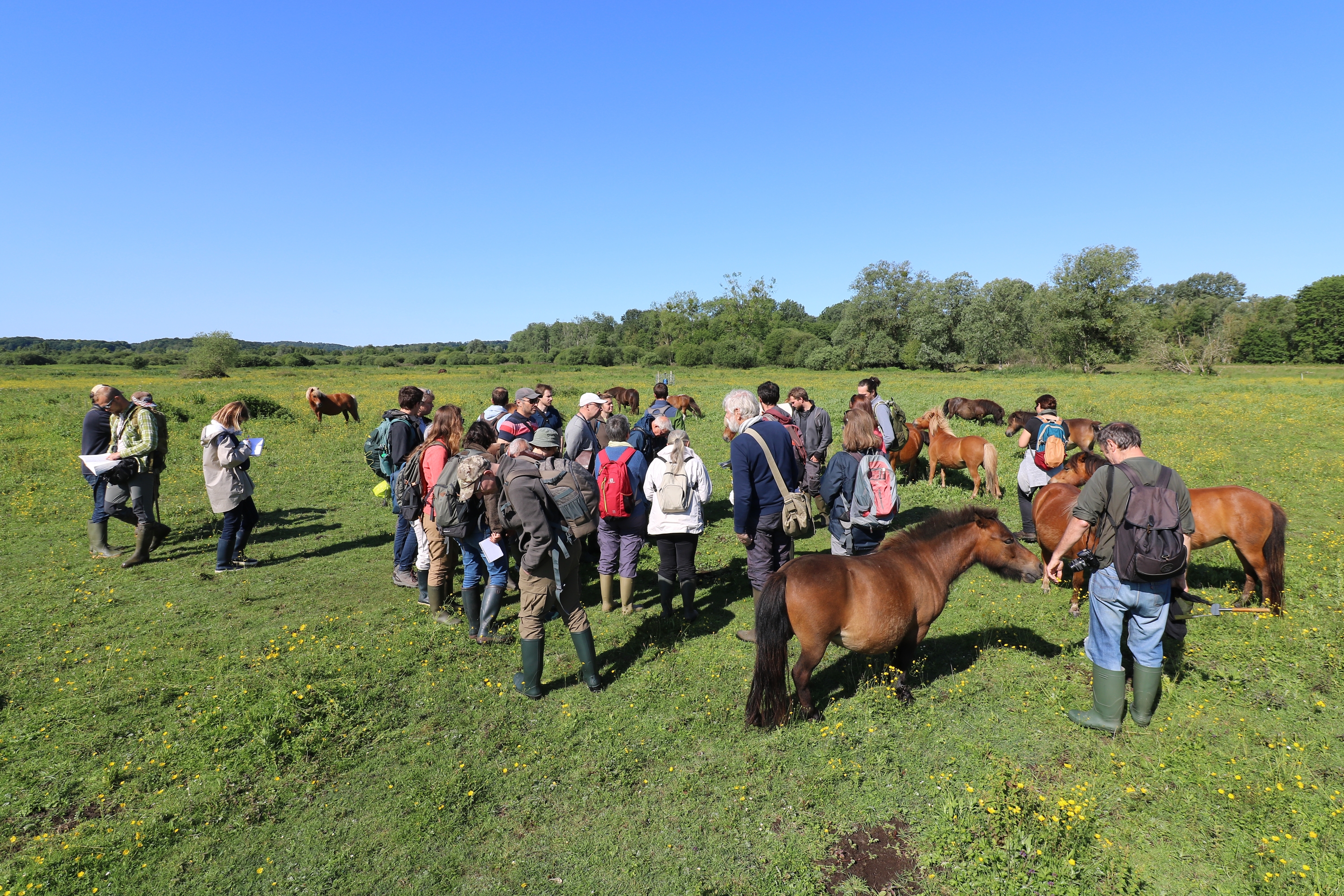 Sortie plantes sauvages menacées