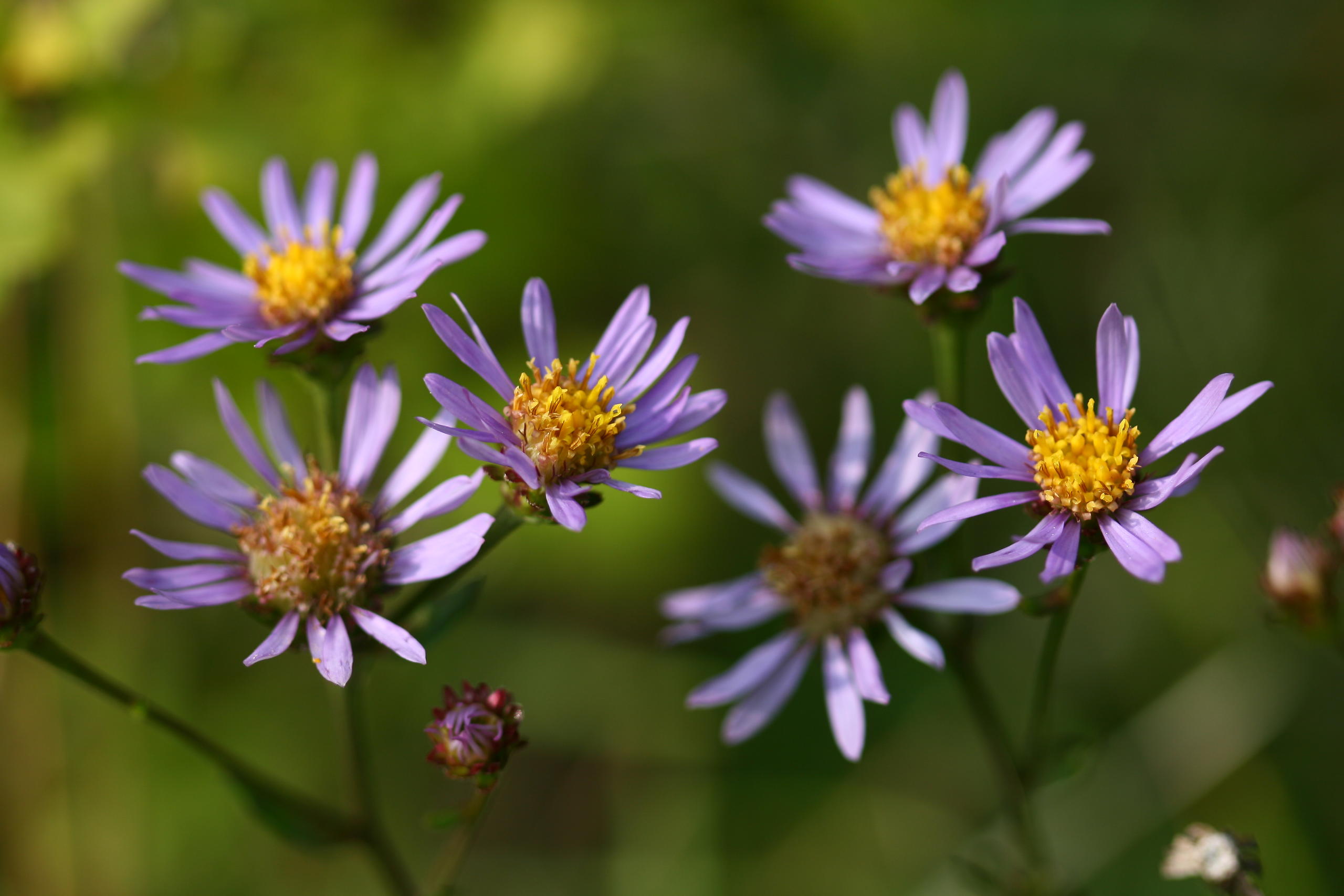 Aster amellus JC Hauguel