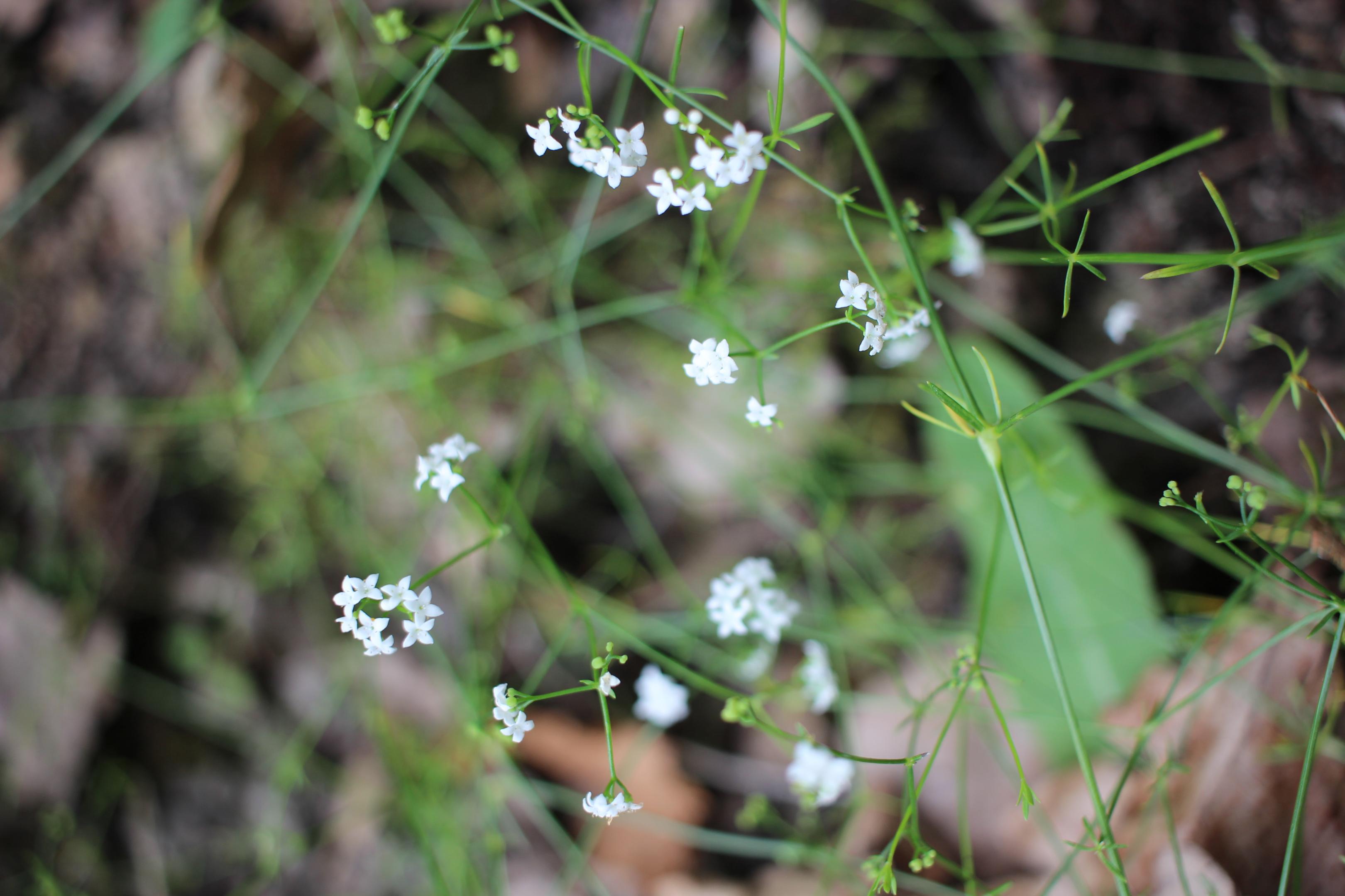 Galium debile