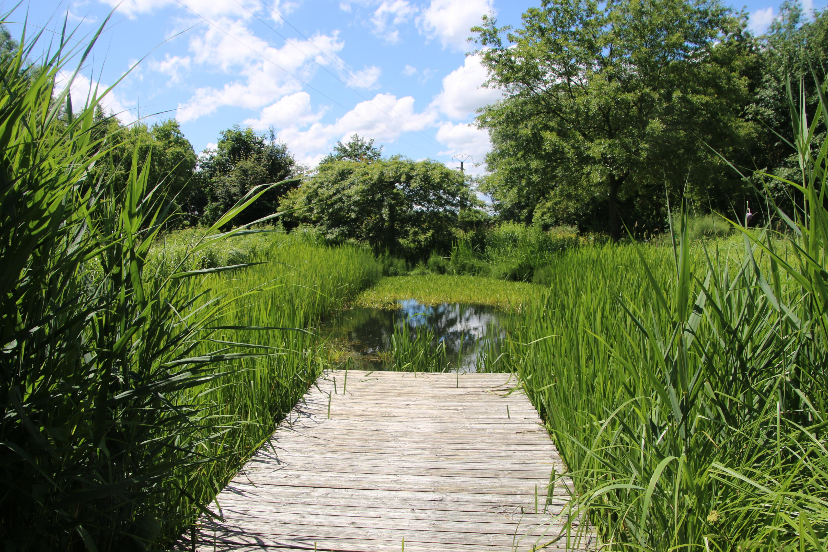 Ponton mare Jardin des plantes sauvages