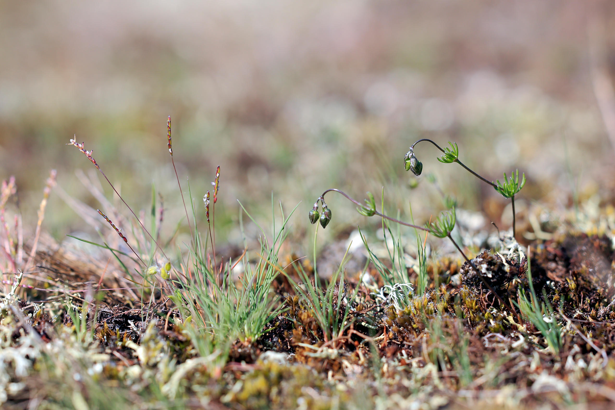 Végétation annuelle basse à Spargoute de Morison et Corynephore blanchâtre