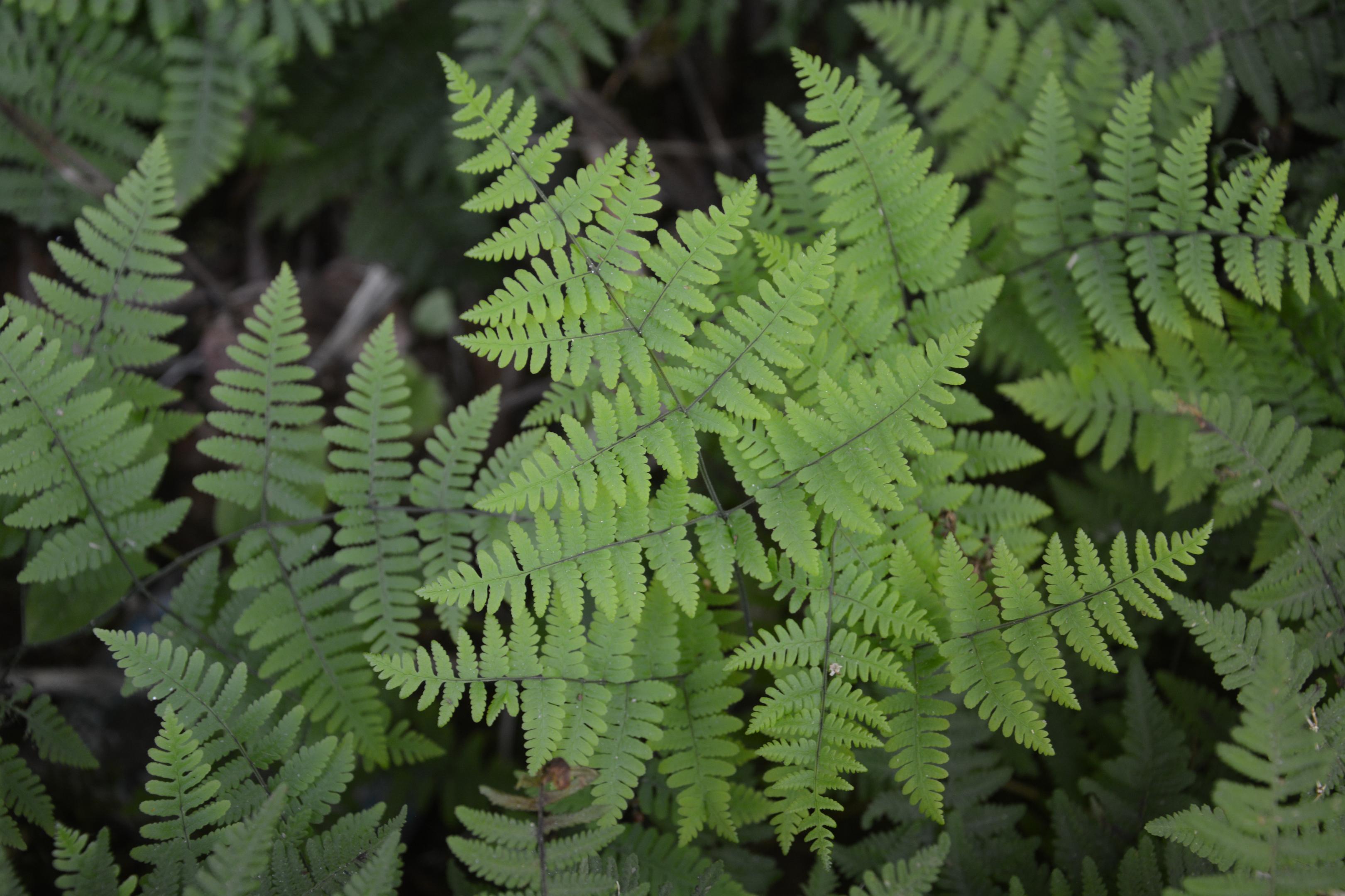 Gymnocarpium robertianum - J. Buchet