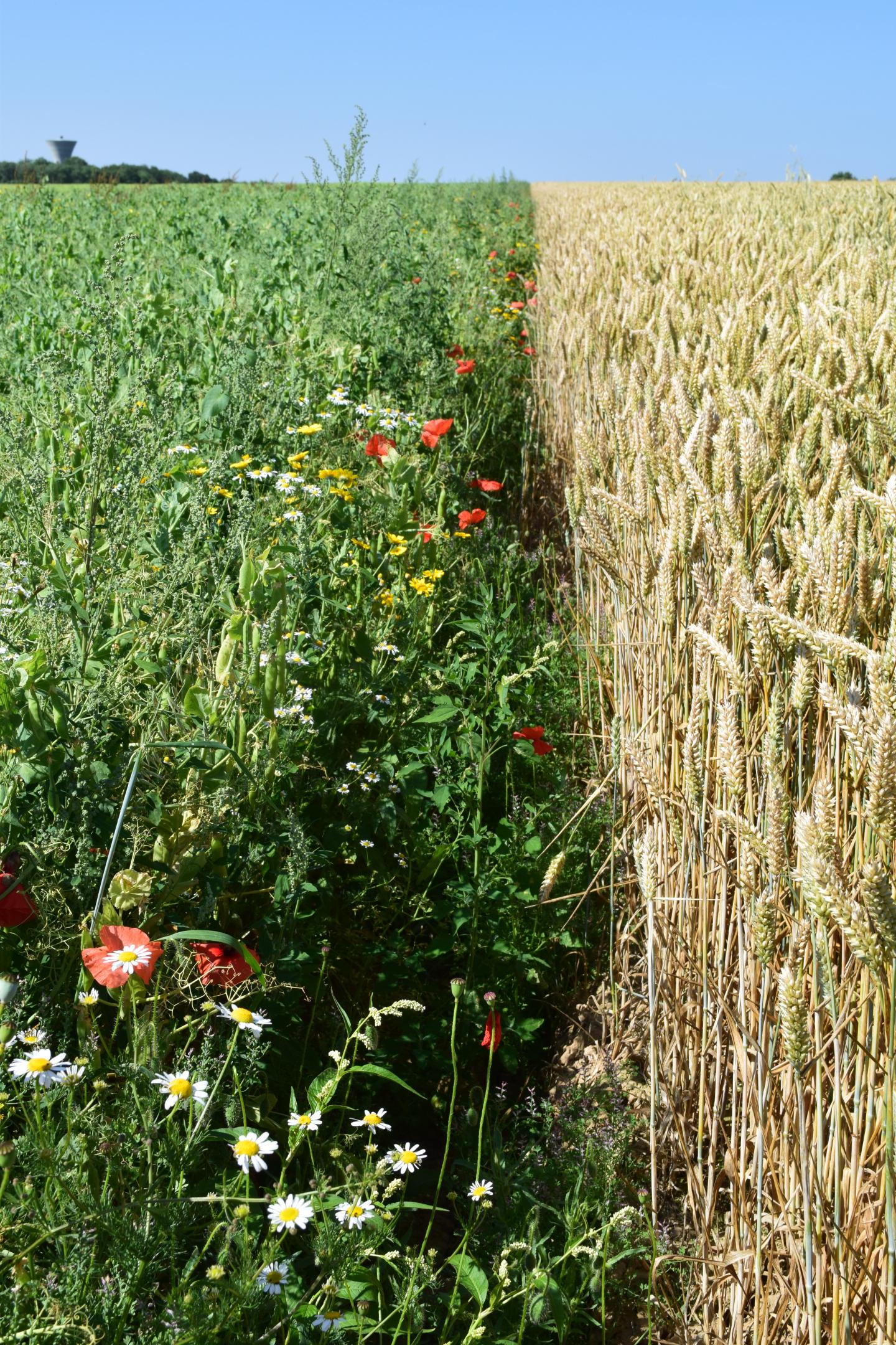 Messicoles A. Dardillac