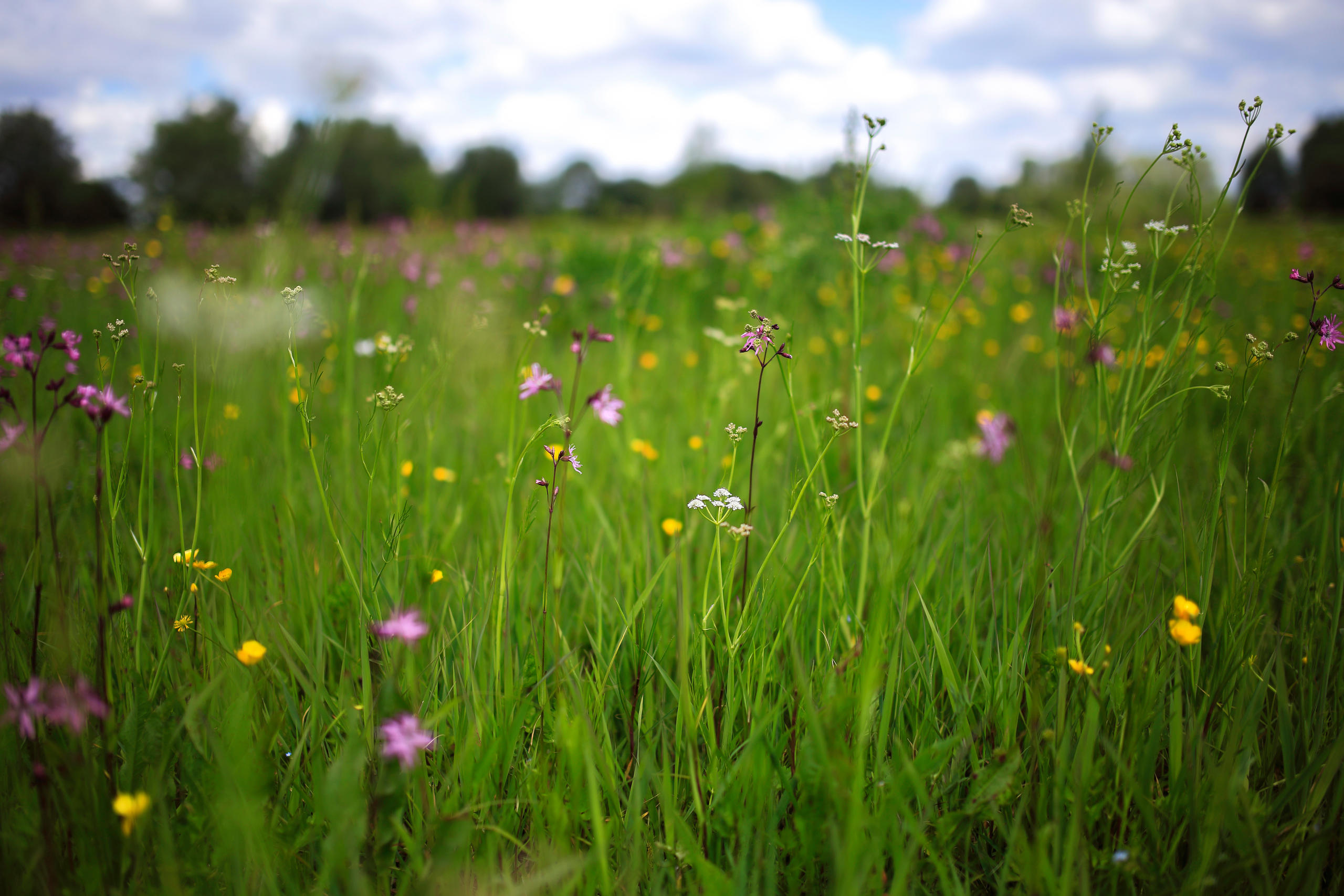 La Prairie de fauche à Séneçon aquatique et Œnanthe à feuilles de silaüs