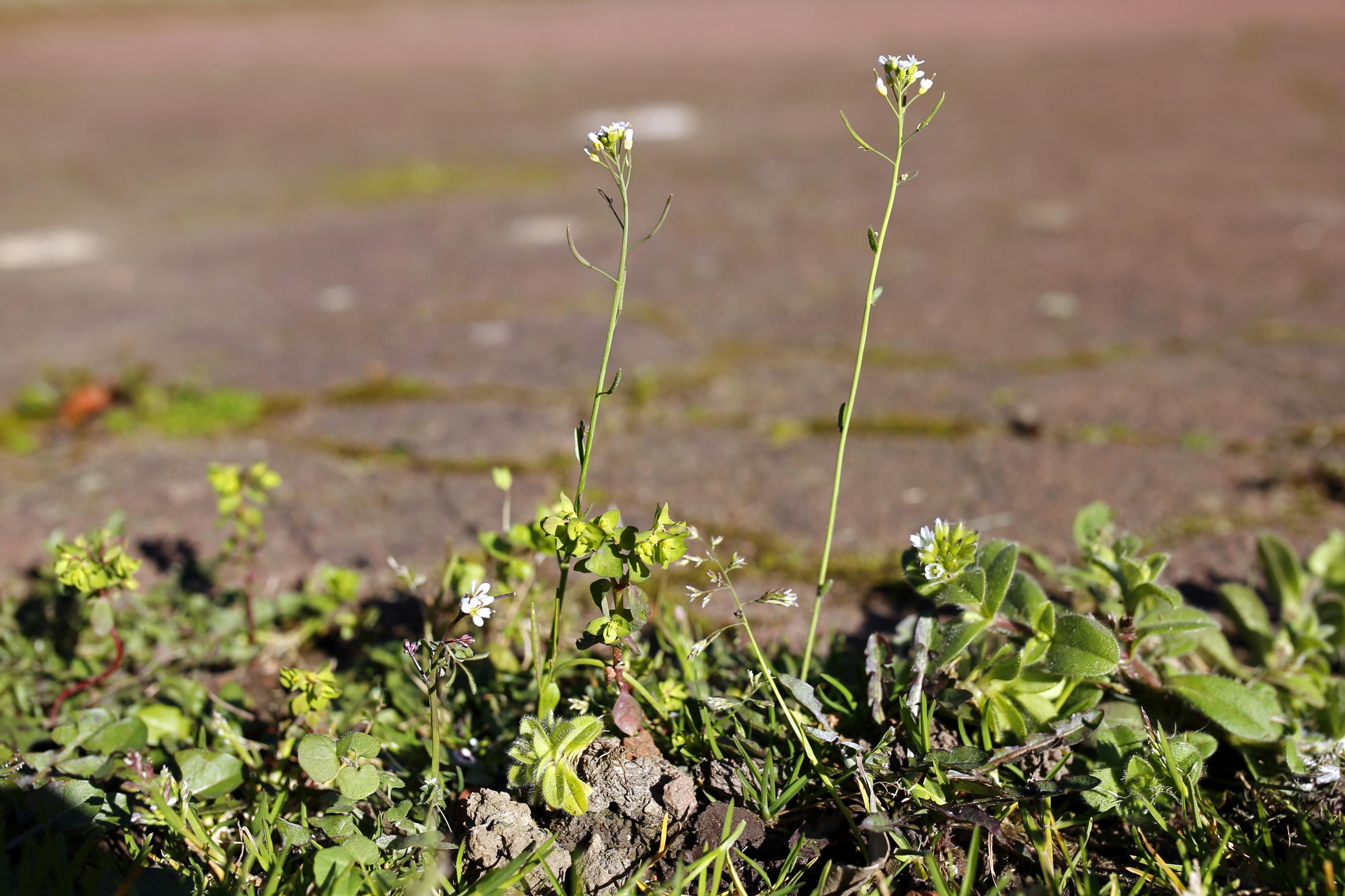 la Végétation annuelle à Cardamine hirsute et Arabidopside de Thalius