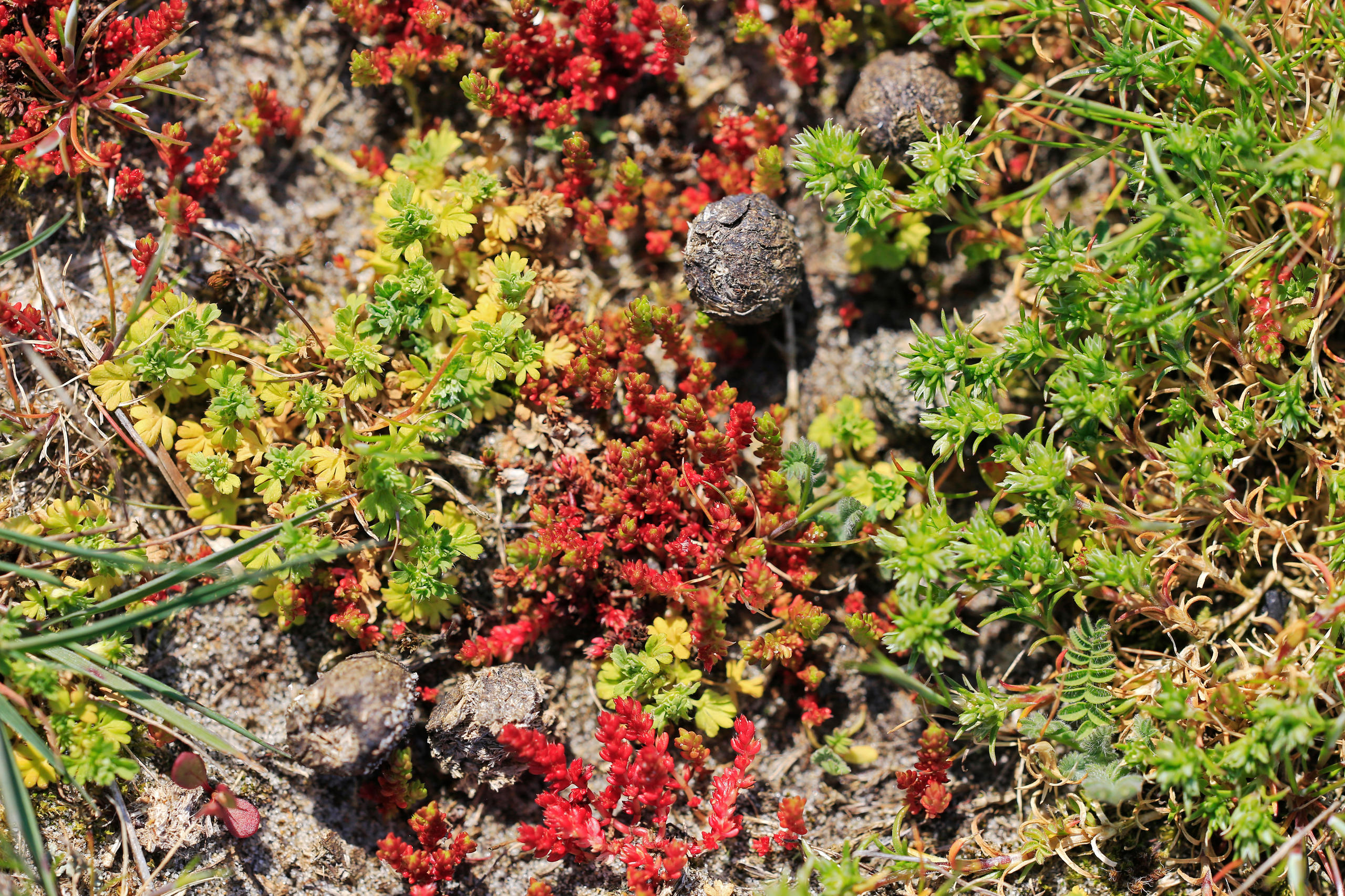 Pelouse annuelle à Crassule tillée et Aphane à petits fruits