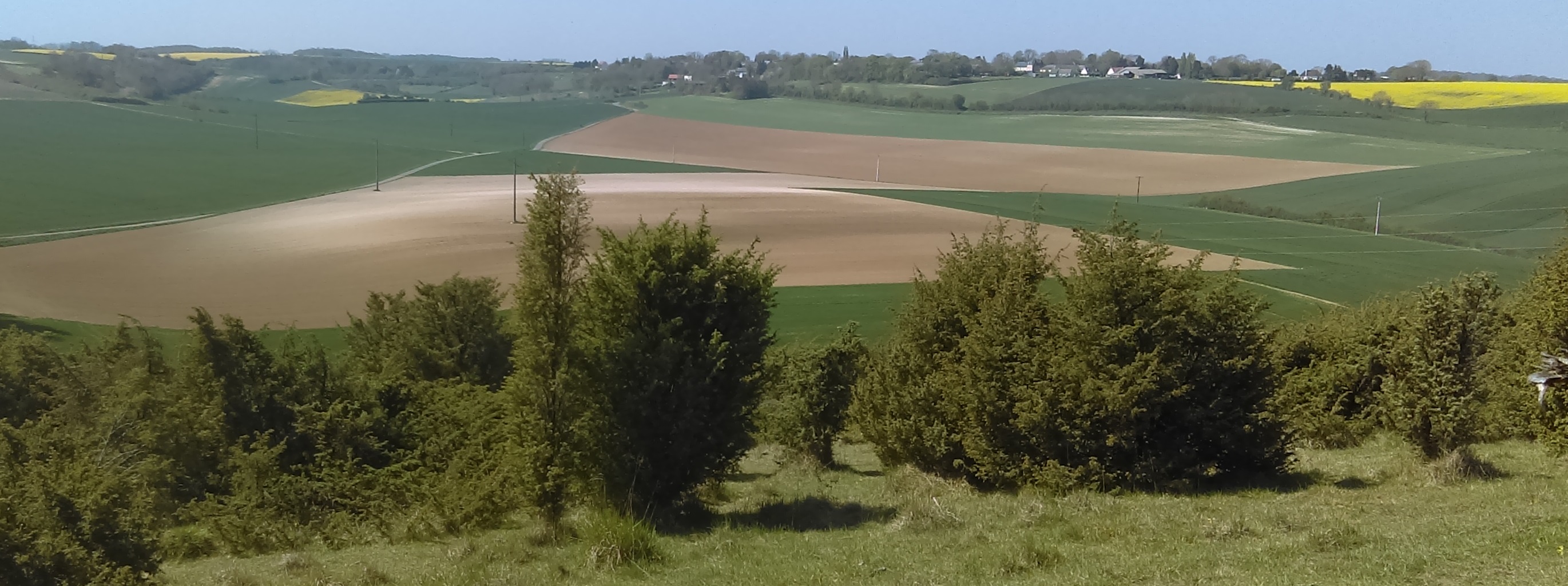 Junipéraie à Saint Aubin