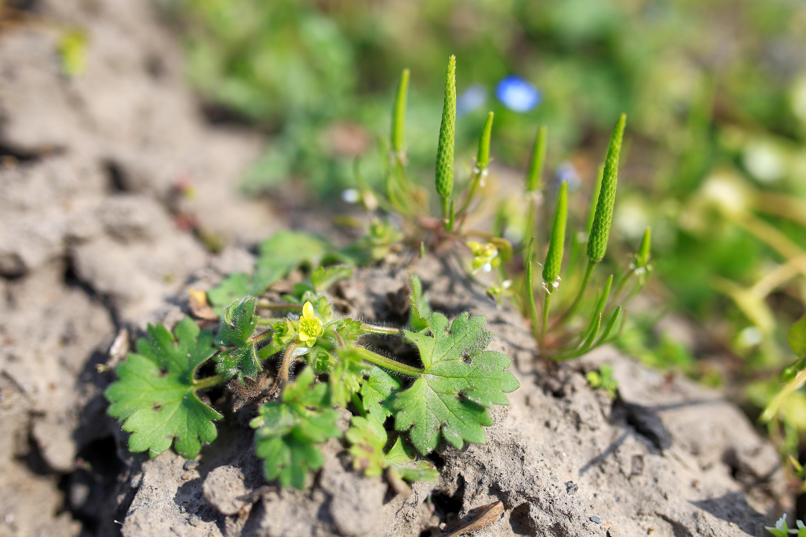 Végétation annuelle basse à Renoncule sardonie et Ratoncule naine