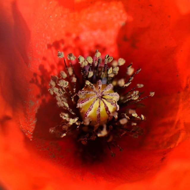 coquelicot CBNBL