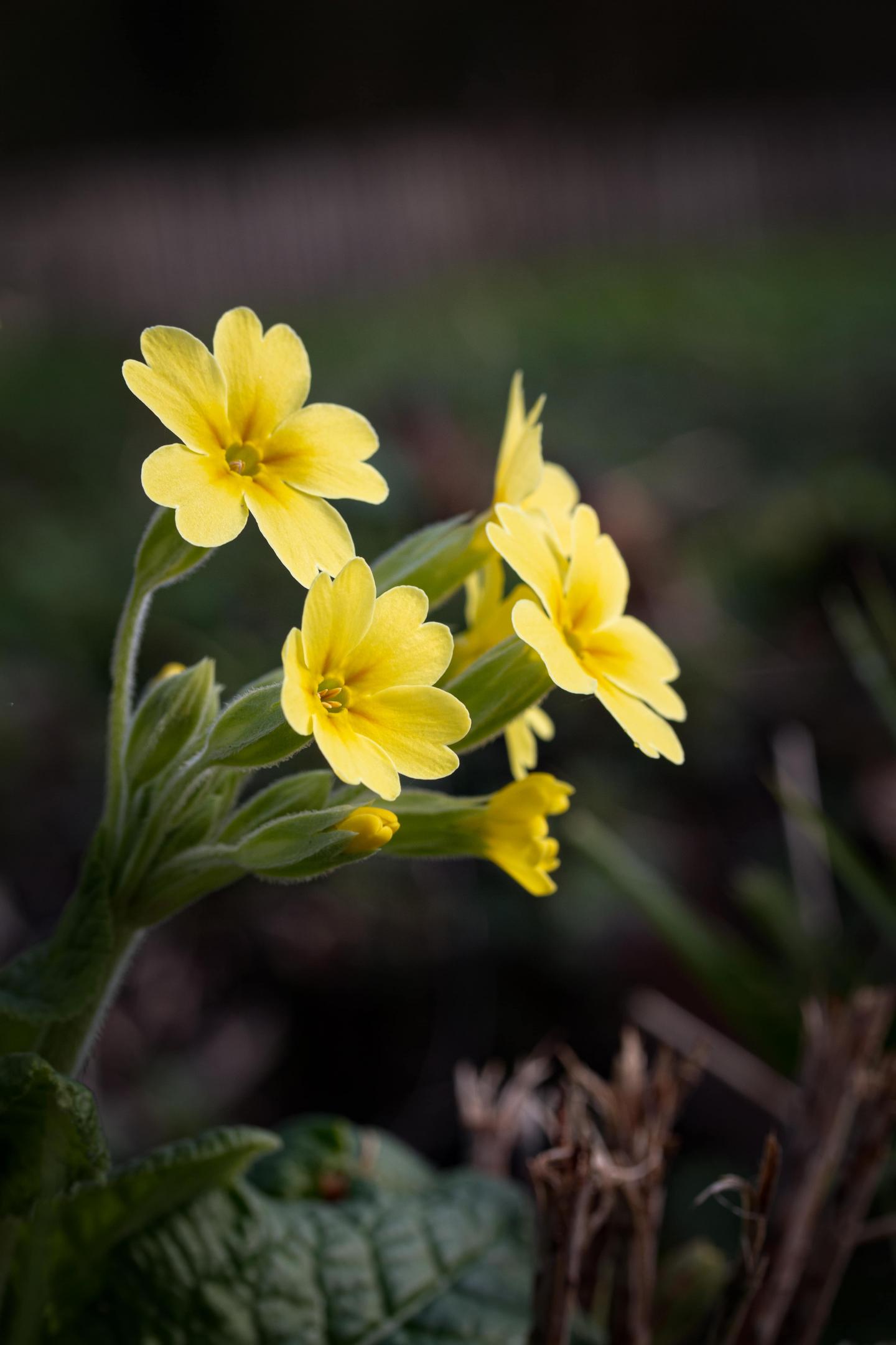 Primula elatior