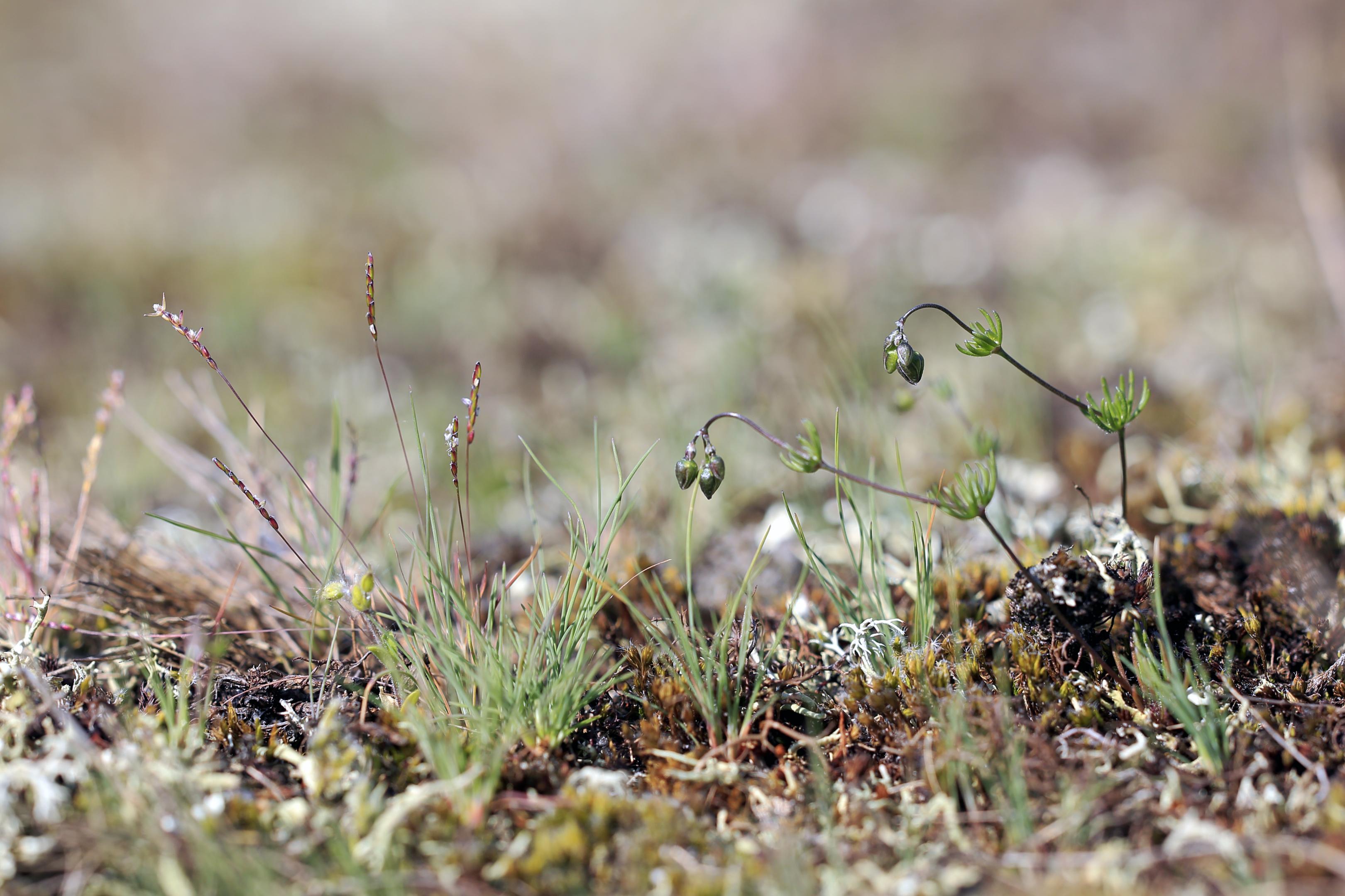 Pelouse à Spargoute de Morison et Corynephore blanchâtre