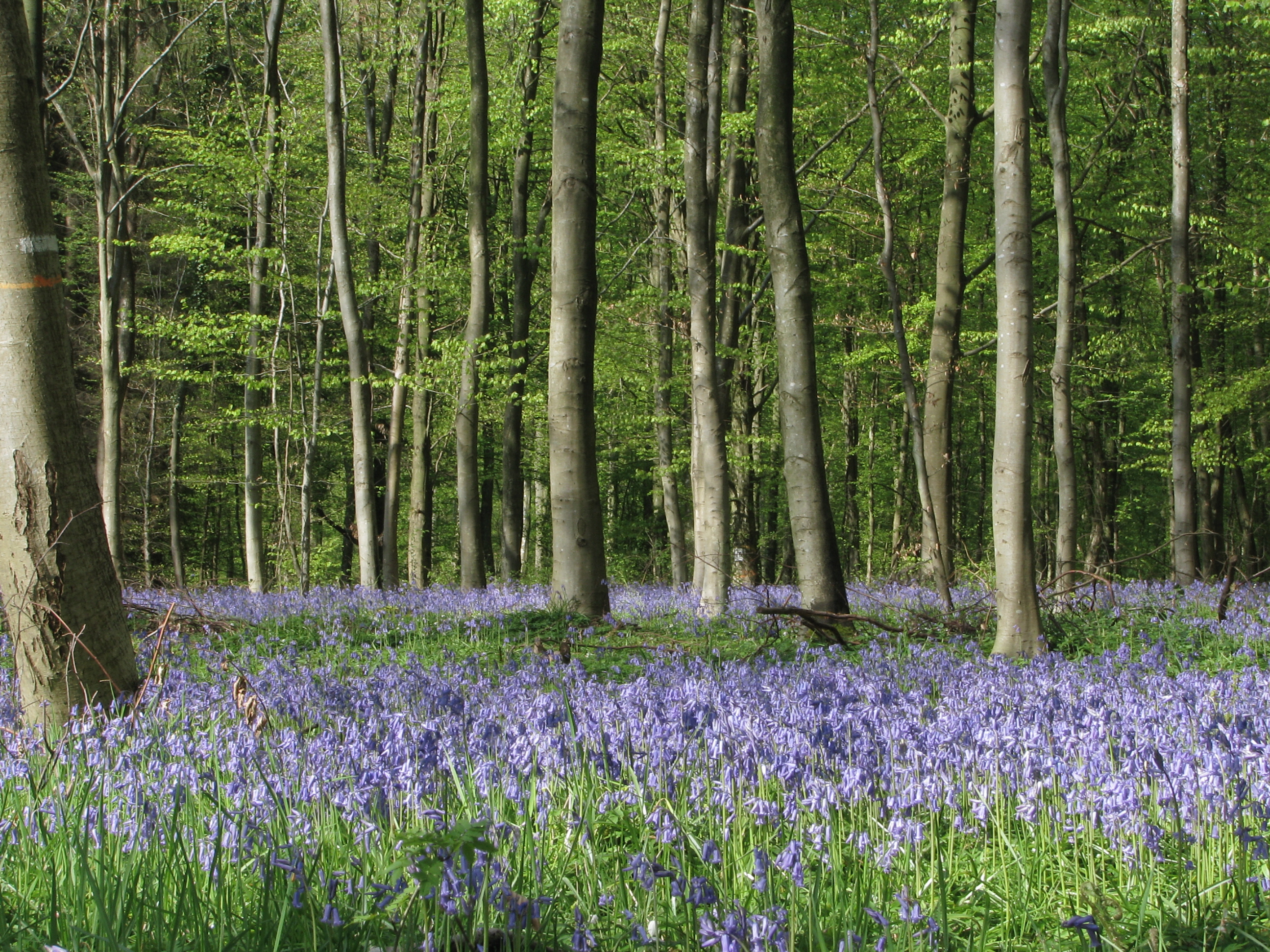 Hêtraie à Jacinthe des bois 