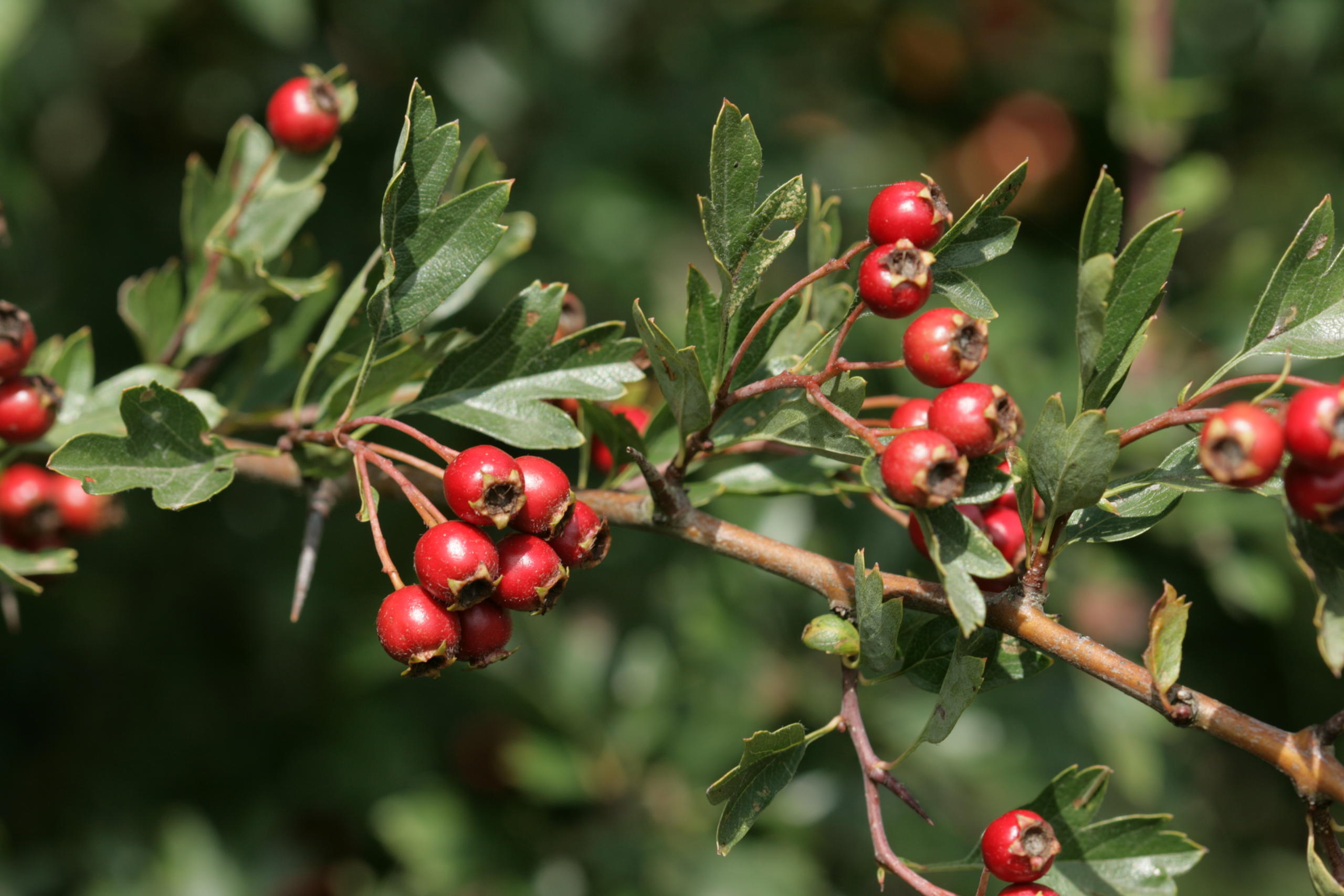 Aubépine à un style - JC Hauguel