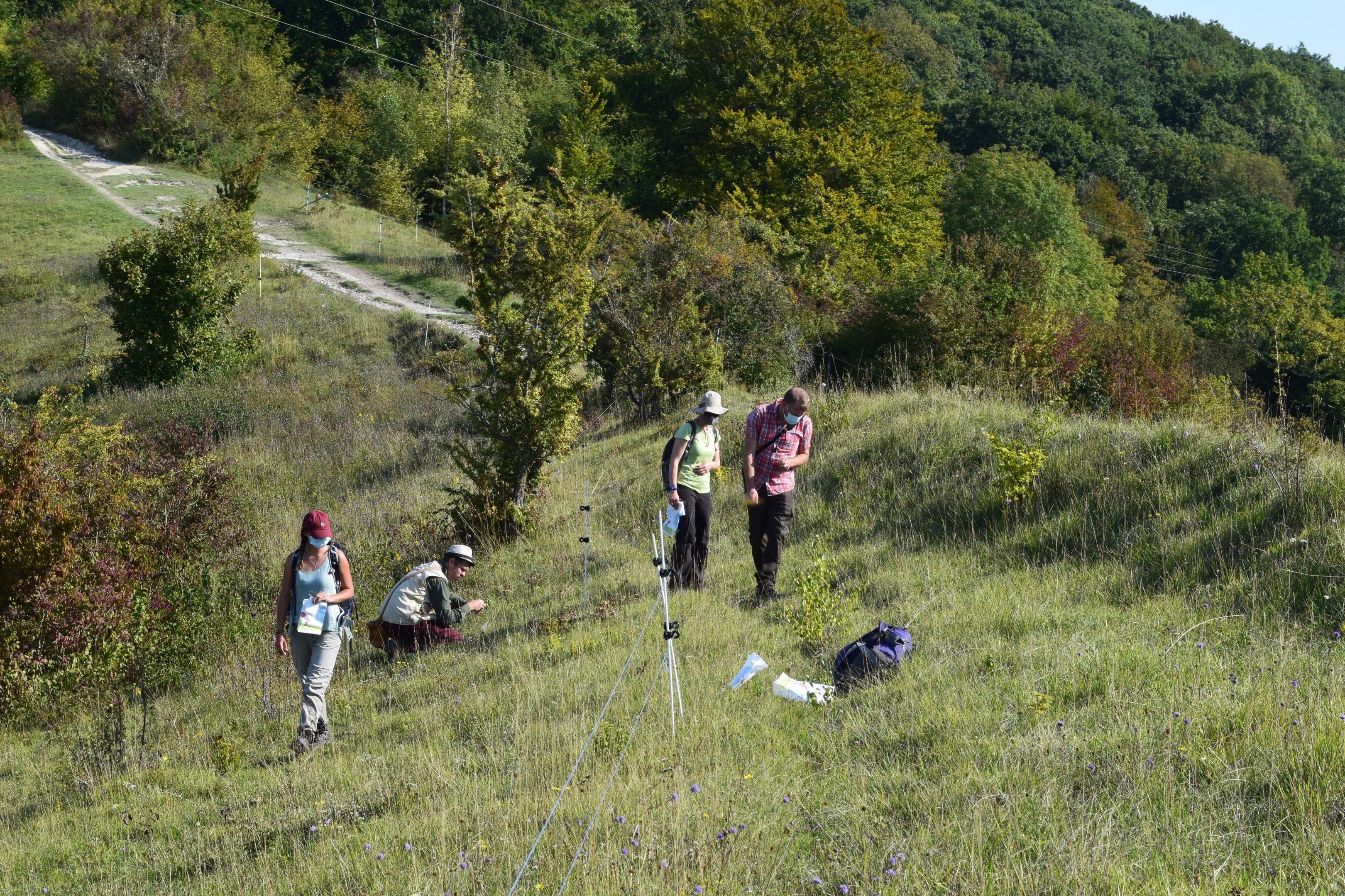 récolte de graines plantes sauvages
