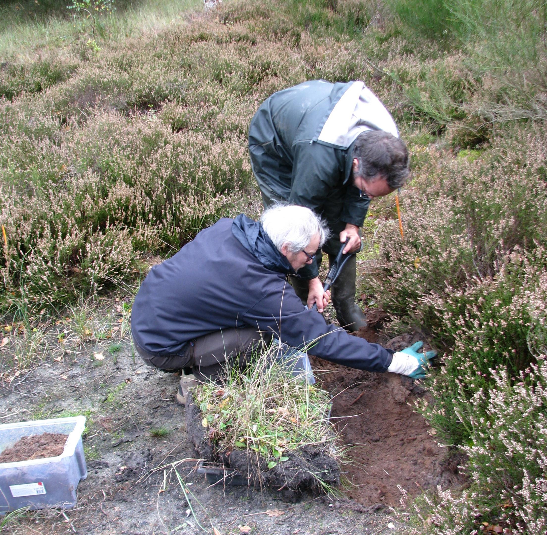 Sauvegarde de la Potentille des montagnes dans les Hauts-de-France