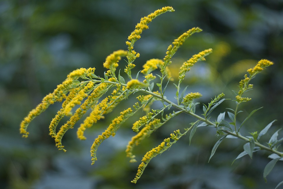Solidago canadensis