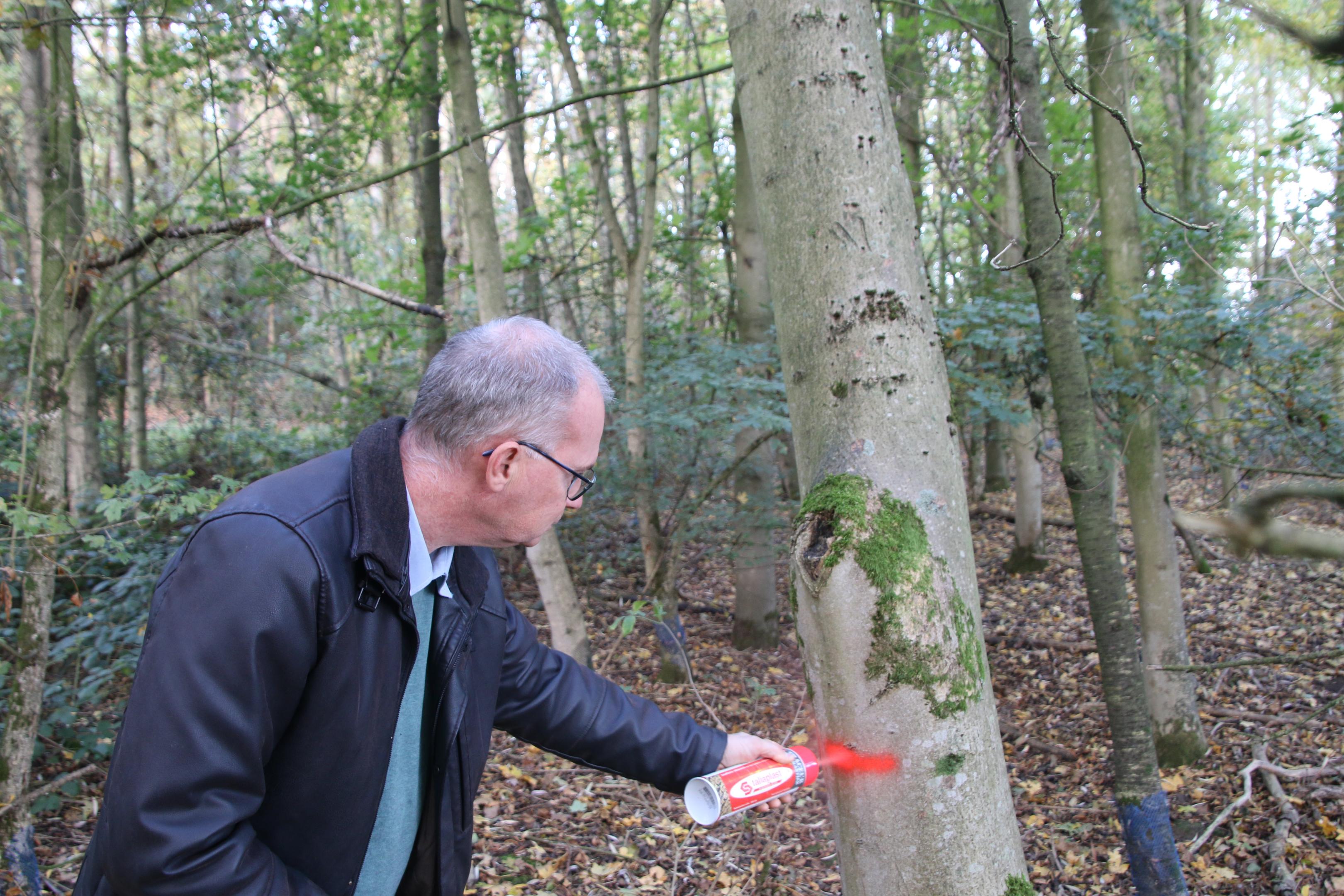 Phaeophyscia chloantha CBNBL