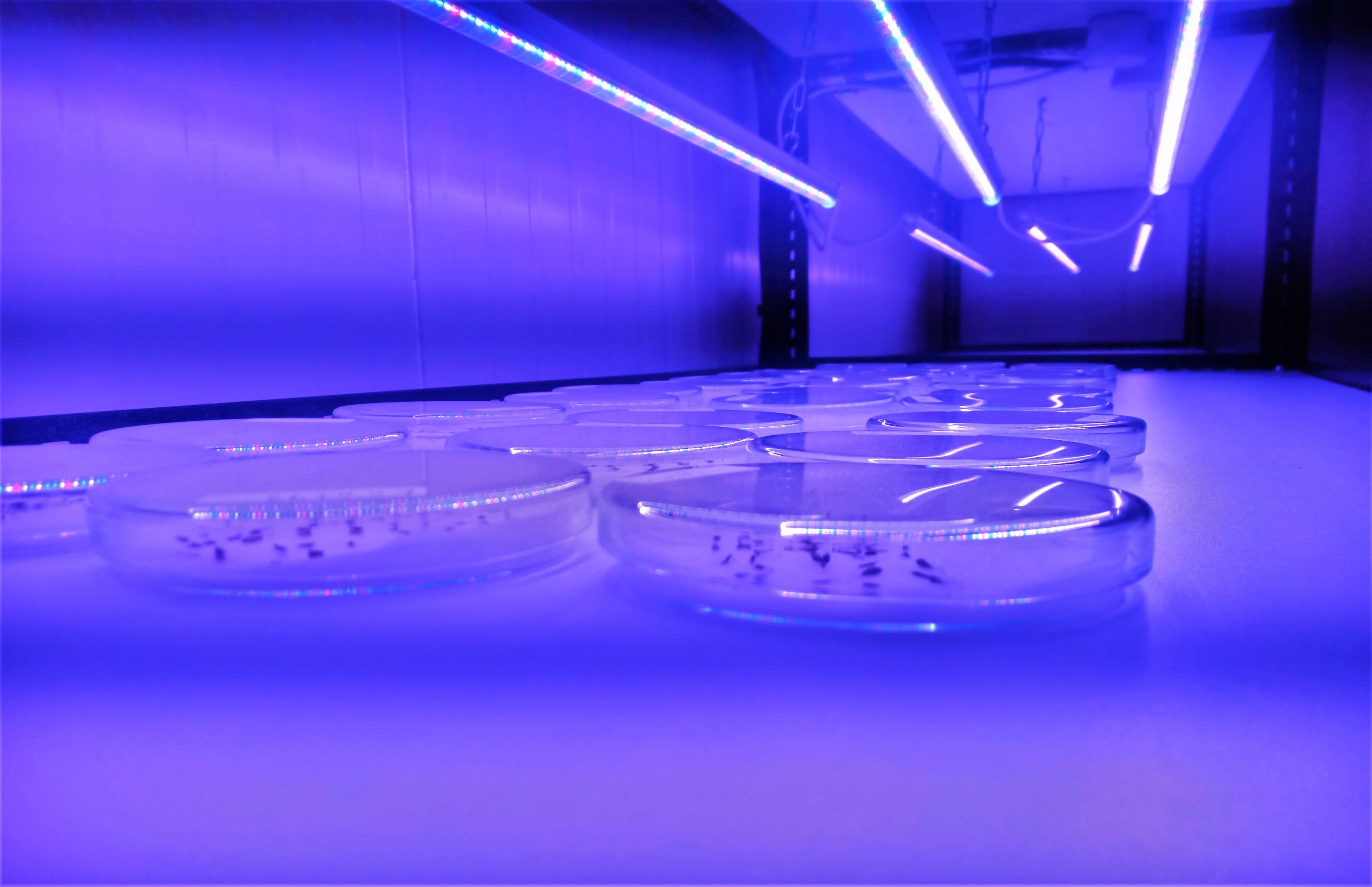 nouvel éclairage chambre culture cbnbl 