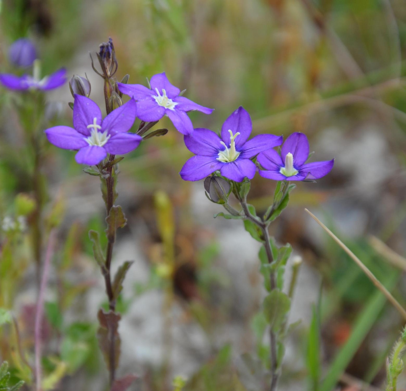 Miroir de Vénus - J. Buchet