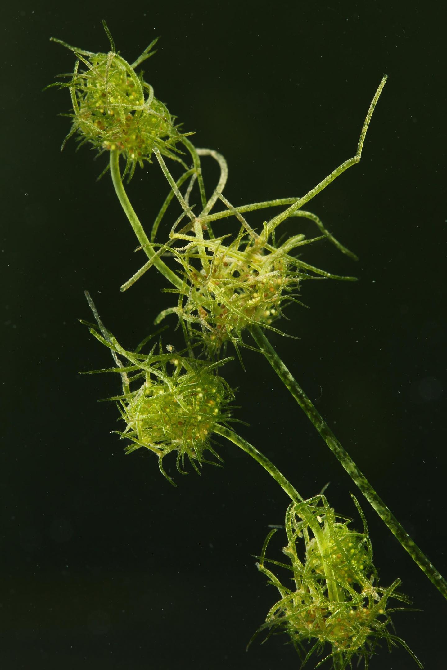 Tolypella intricata - J.-C. Hauguel CBNBL