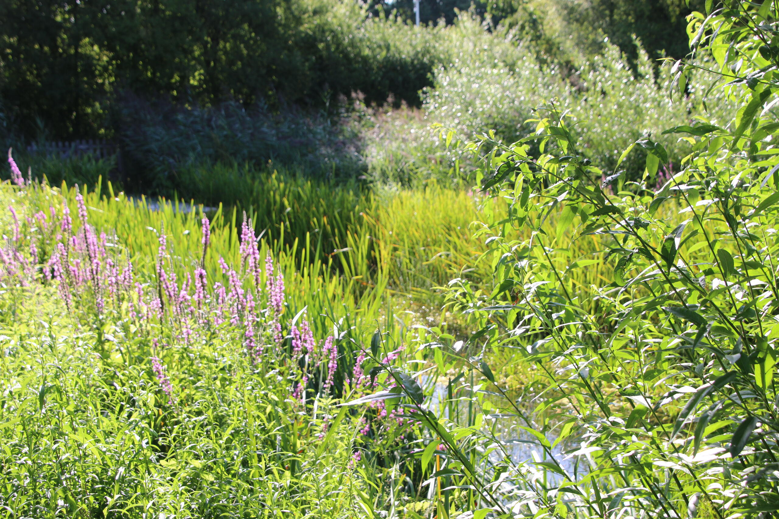 mare CBNBL - C. HENDERYCKX