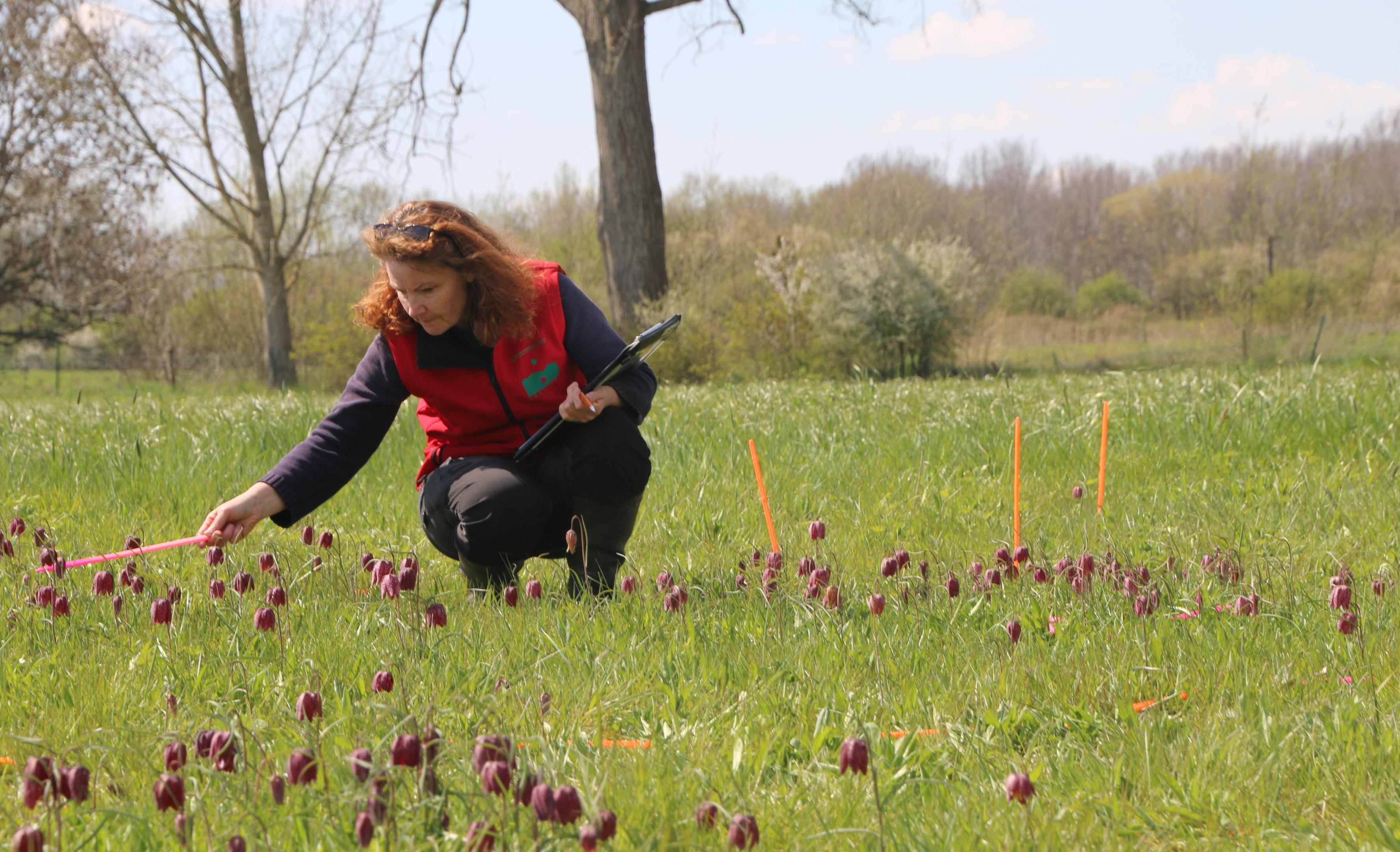 Suivi Frillaire CBNBL 