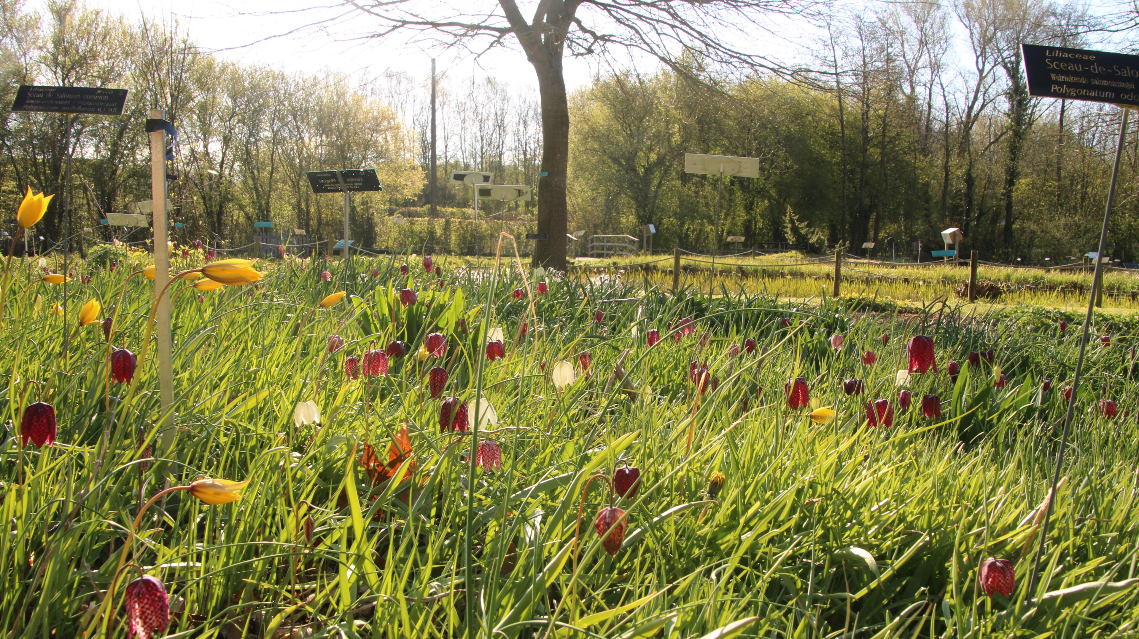 Jardin du CBNBL au printemps