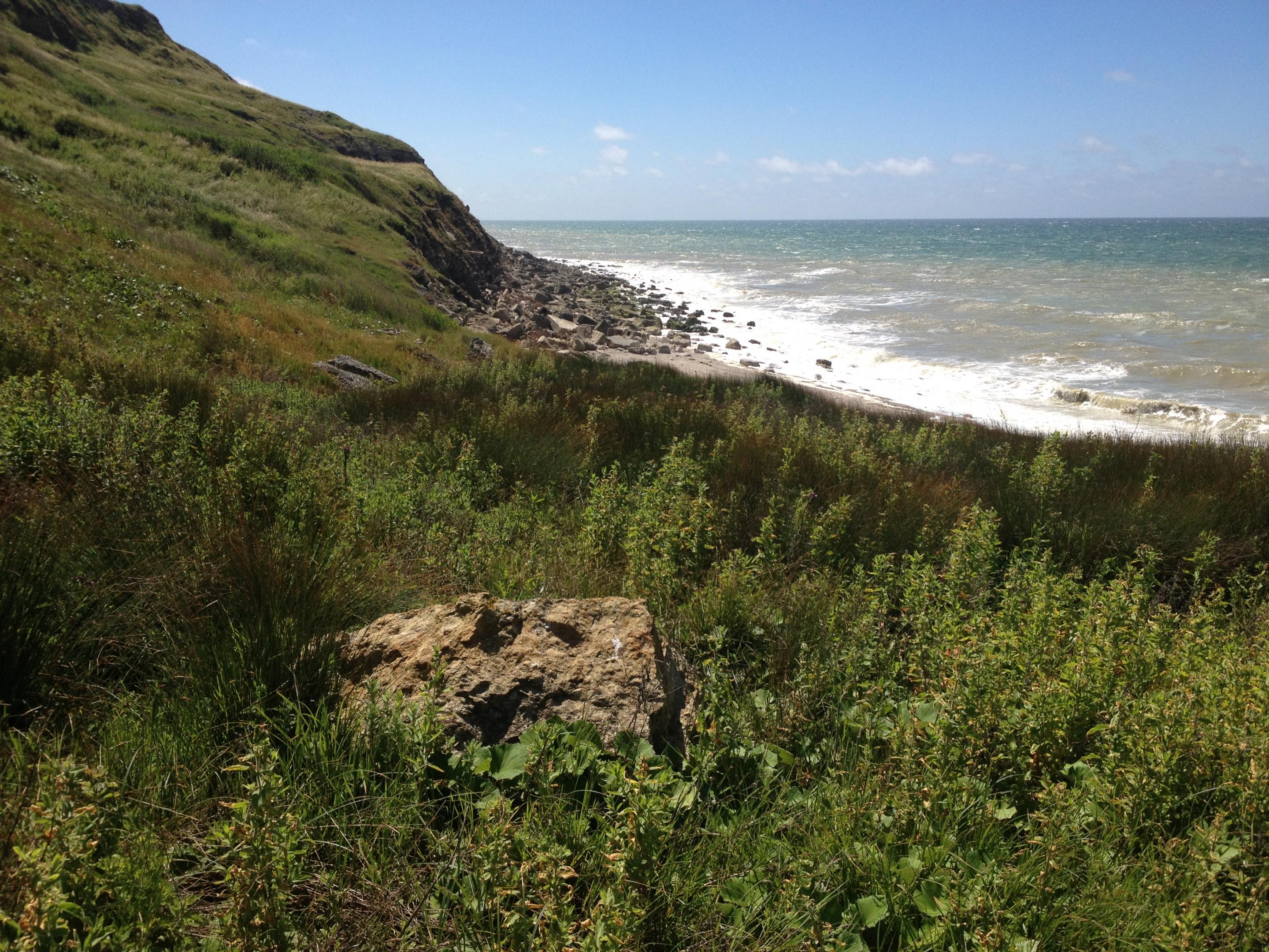 Pulicario dysentericae - Tussilaginetum farfarae - W. Gelez