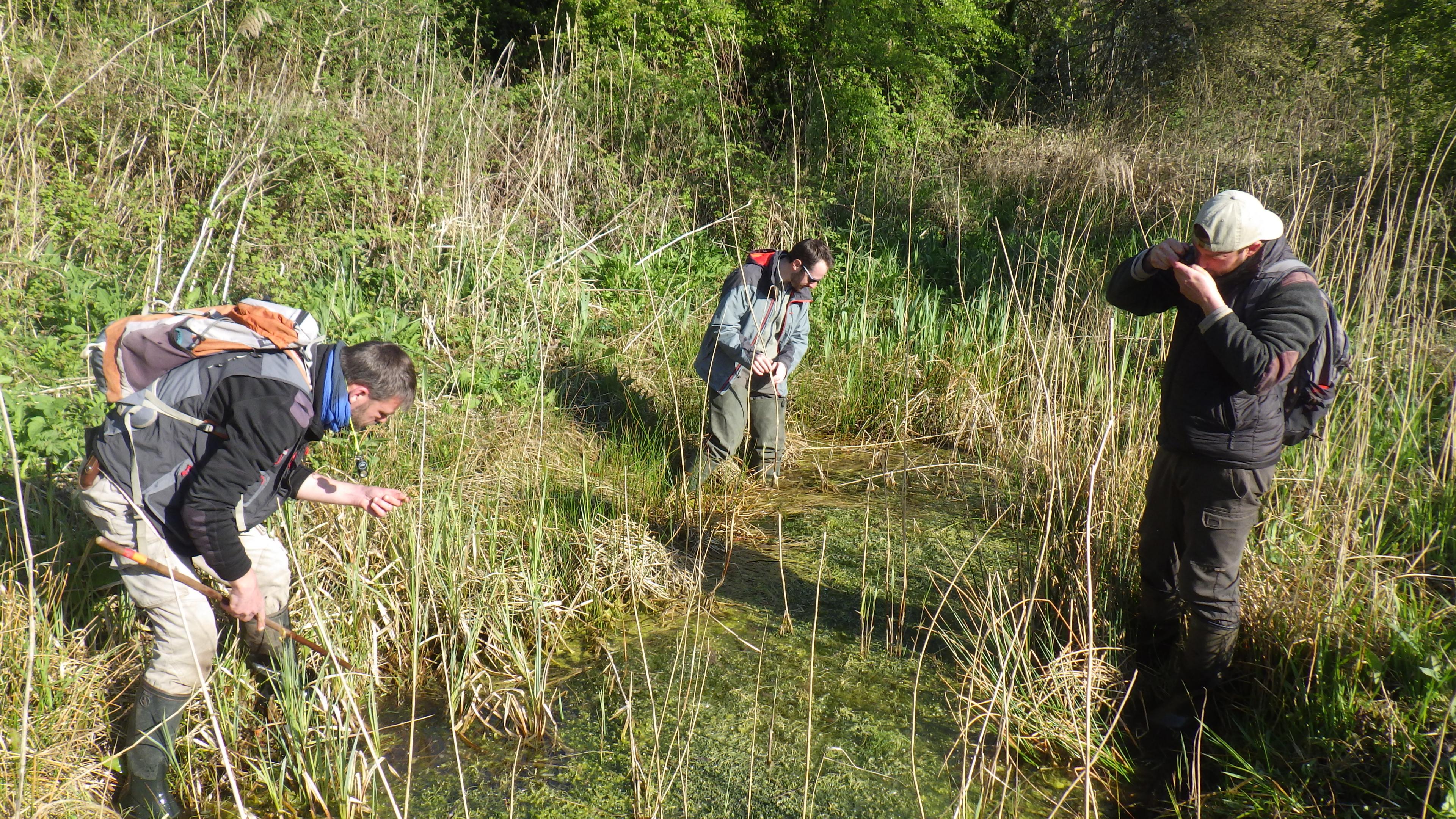 RNN Romelaëre CBNBL Characées