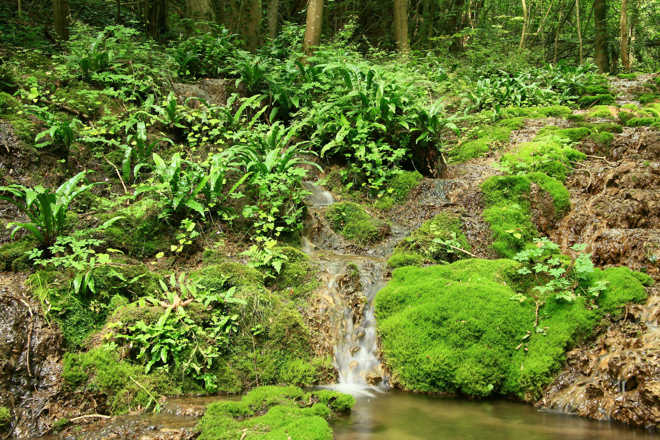 rivière incrustante