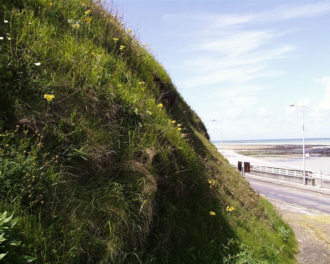 Tephroseris helenitis subsp. candida