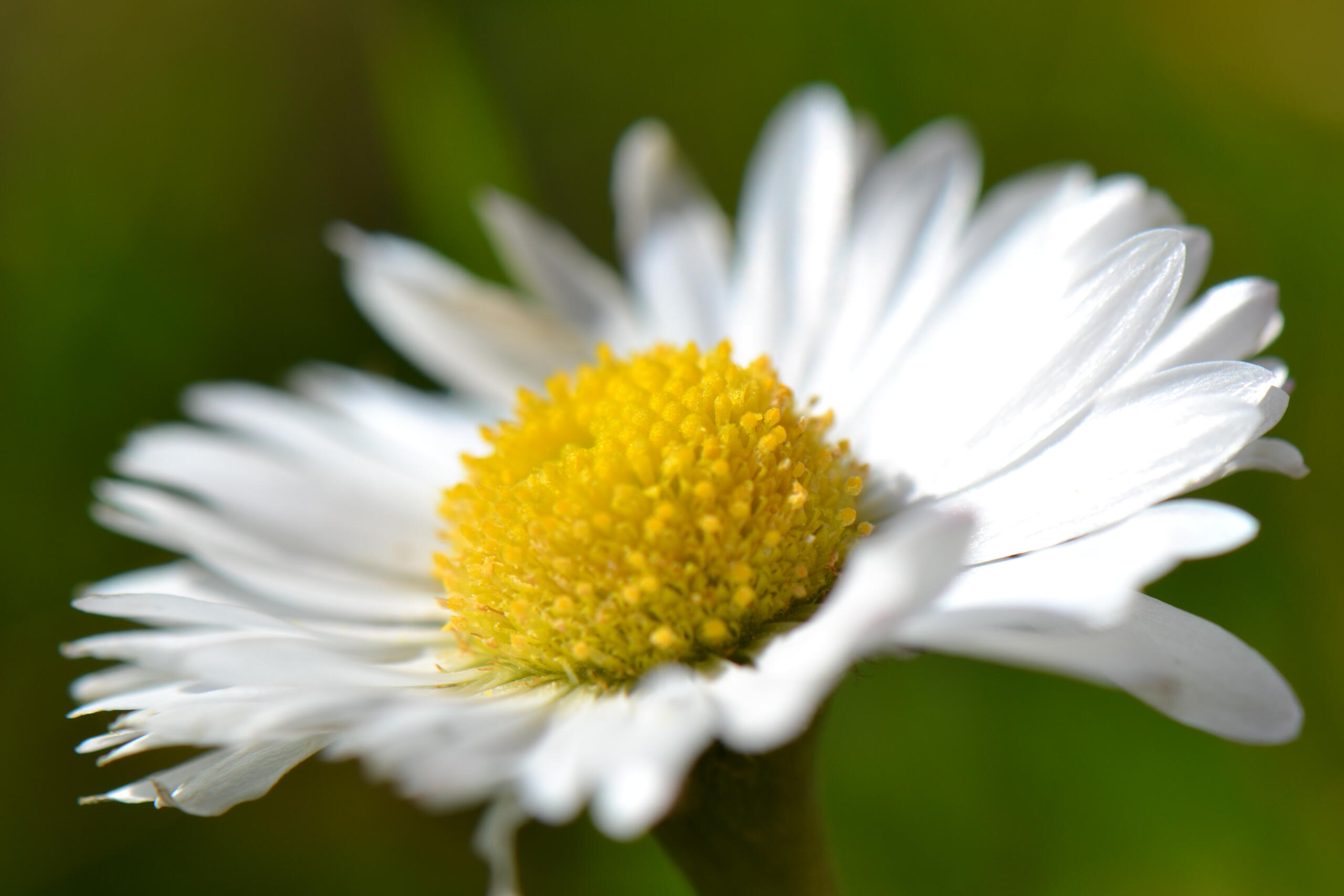 Bellis perennis E. Florent-Giard